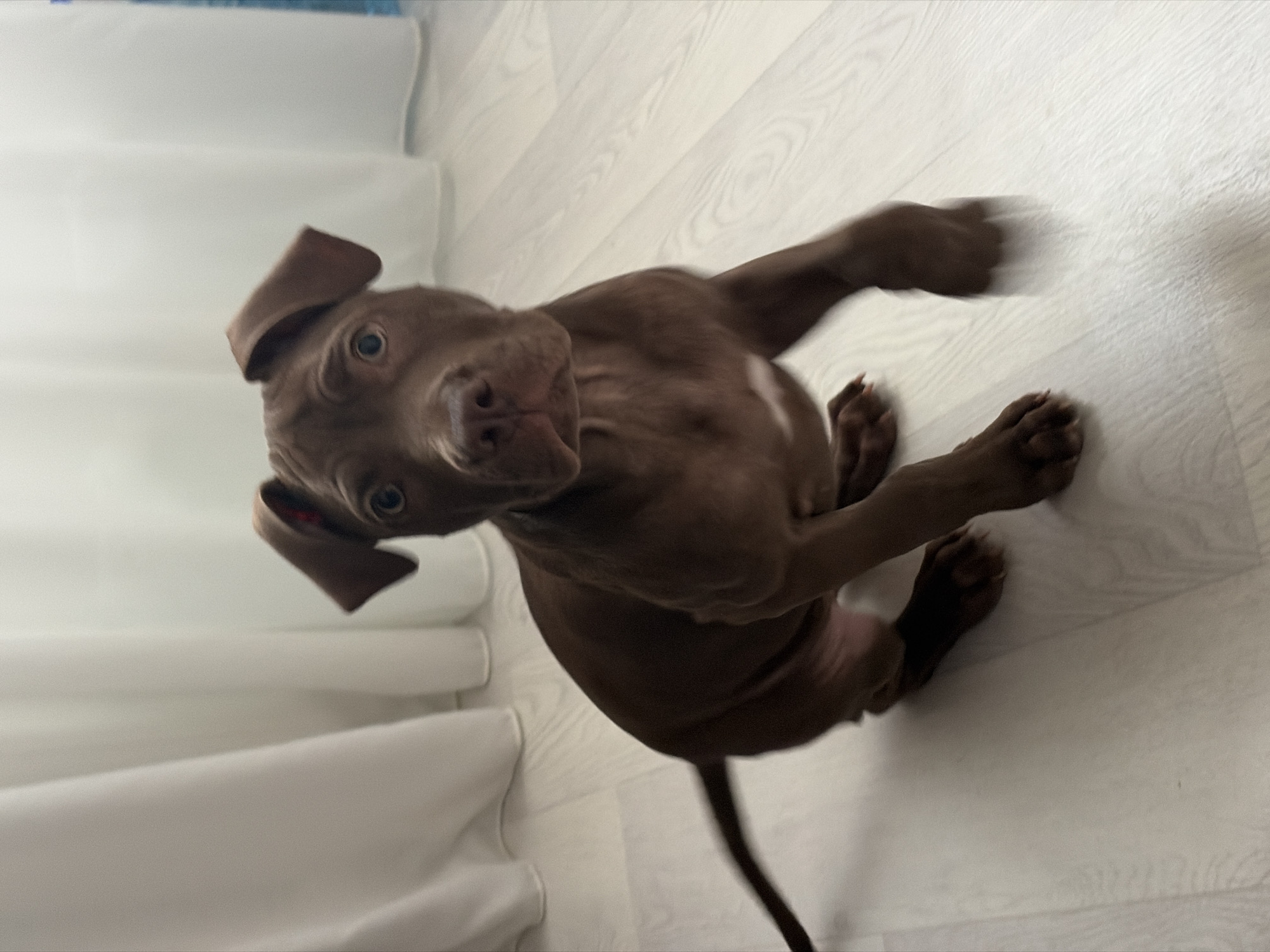 A brown pit bull puppy with blue eyes is sitting on a light wood floor, looking directly at the camera. The puppy has its ears perked up and a small red tag attached to its left ear. In the background, there are white curtains and a slight blur of a blue object. The puppy's tail is extended to the left, and its front paws are extended forward, with the right paw appearing blurred due to motion. The lighting suggests an indoor setting. There is no indication of the location in Chaikovsky, Russia, within the image itself.