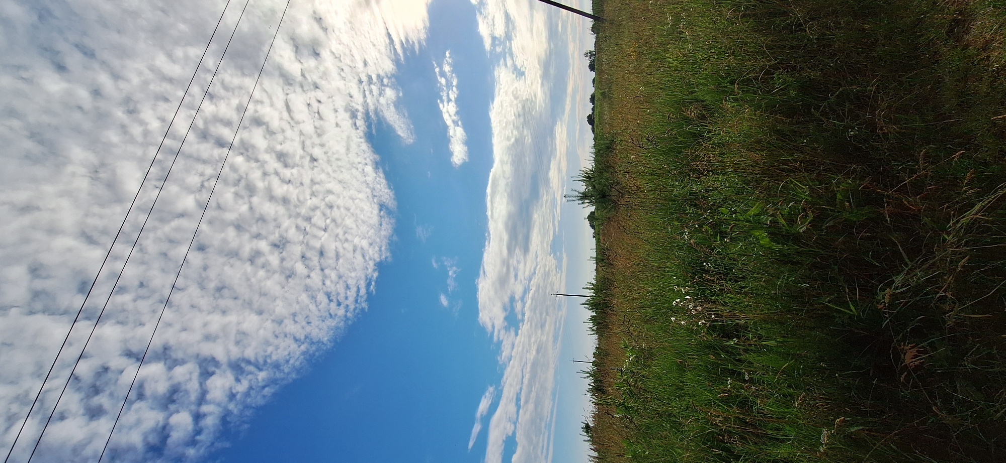 The image depicts an outdoor scene of a rural landscape with a prominent sky and a field of tall grass. The sky is a vibrant blue, dotted with numerous small, fluffy white clouds that create a textured appearance. Several thin, dark power lines are visible stretching horizontally across the upper portion of the image.
The foreground is dominated by a dense field of green and golden-brown grass, suggesting it is either late summer or early autumn. Scattered throughout the grass are wildflowers, with some white blossoms clearly visible. Several young pine trees are interspersed within the field, adding vertical elements to the landscape. In the distance, the treeline is visible, forming a dark, undulating horizon. Two tall, dark utility poles are present, one on the far right and another further back on the left side of the frame, further indicating a rural or semi-rural setting. The lighting suggests it is daytime, with sunlight illuminating the clouds and casting subtle shadows on the field. The overall impression is one of a peaceful, natural environment, likely in a countryside location. There are no people or animals visible in the scene.