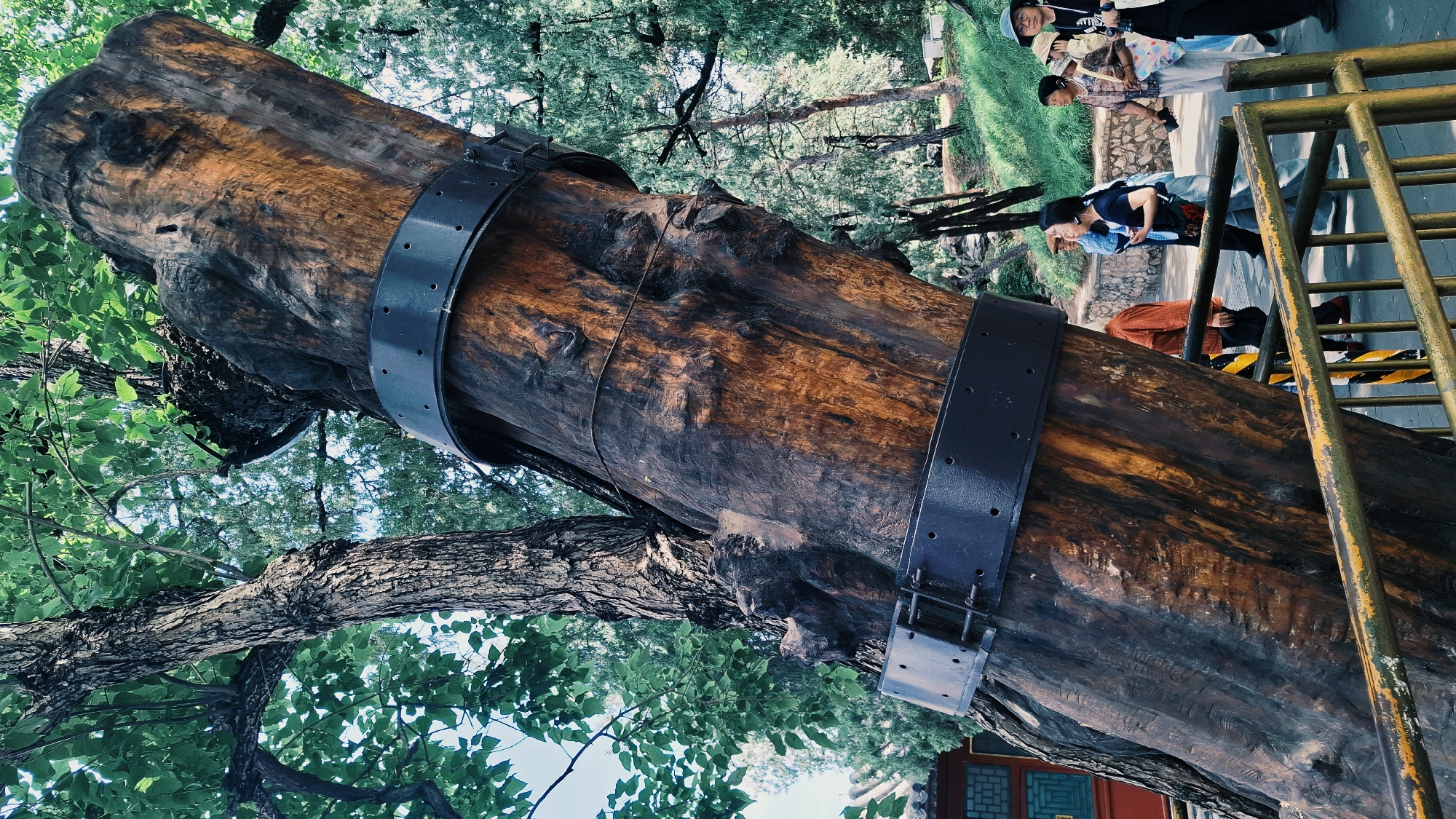The image shows a large, old tree trunk, supported by metal bands, located in Haidian District, China. The trunk has a dark, aged appearance, with visible wood grain and knots. The metal bands encircle the trunk at intervals, providing structural support. In the background, there are trees and greenery, indicating a park or outdoor setting. People can be seen in the background, walking and observing the tree. A gold painted railing is next to the tree. The lighting suggests it is daytime.