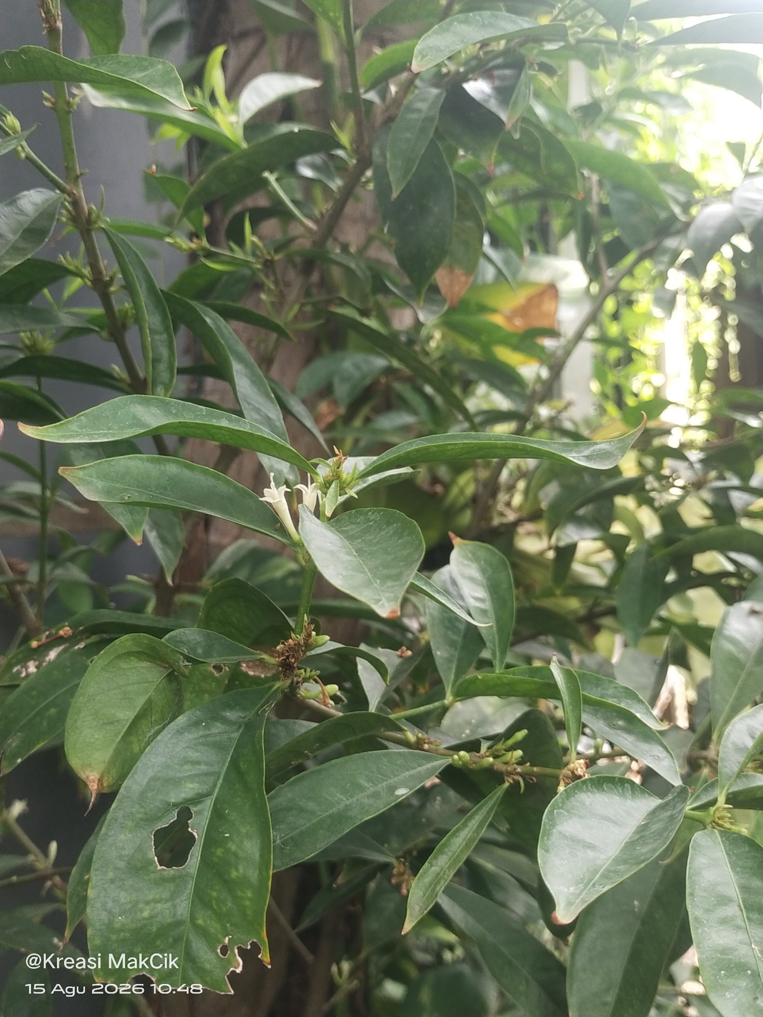 The image is a close-up, vertically oriented shot of a plant with numerous dark green leaves and small white flowers. The plant appears to be outdoors, with natural light filtering through the leaves, creating a soft, dappled effect. Some leaves show signs of damage, with holes and frayed edges. In the bottom left corner, text indicates "@Kreasi MakCik" and "15 Agu 2026 10.48," suggesting this is a photograph taken in Sambi Bulu, Indonesia on August 15, 2026, at 10:48 AM. The background is blurred and indistinct, with hints of a grey wall and further foliage. There are no people or animals visible in the frame.