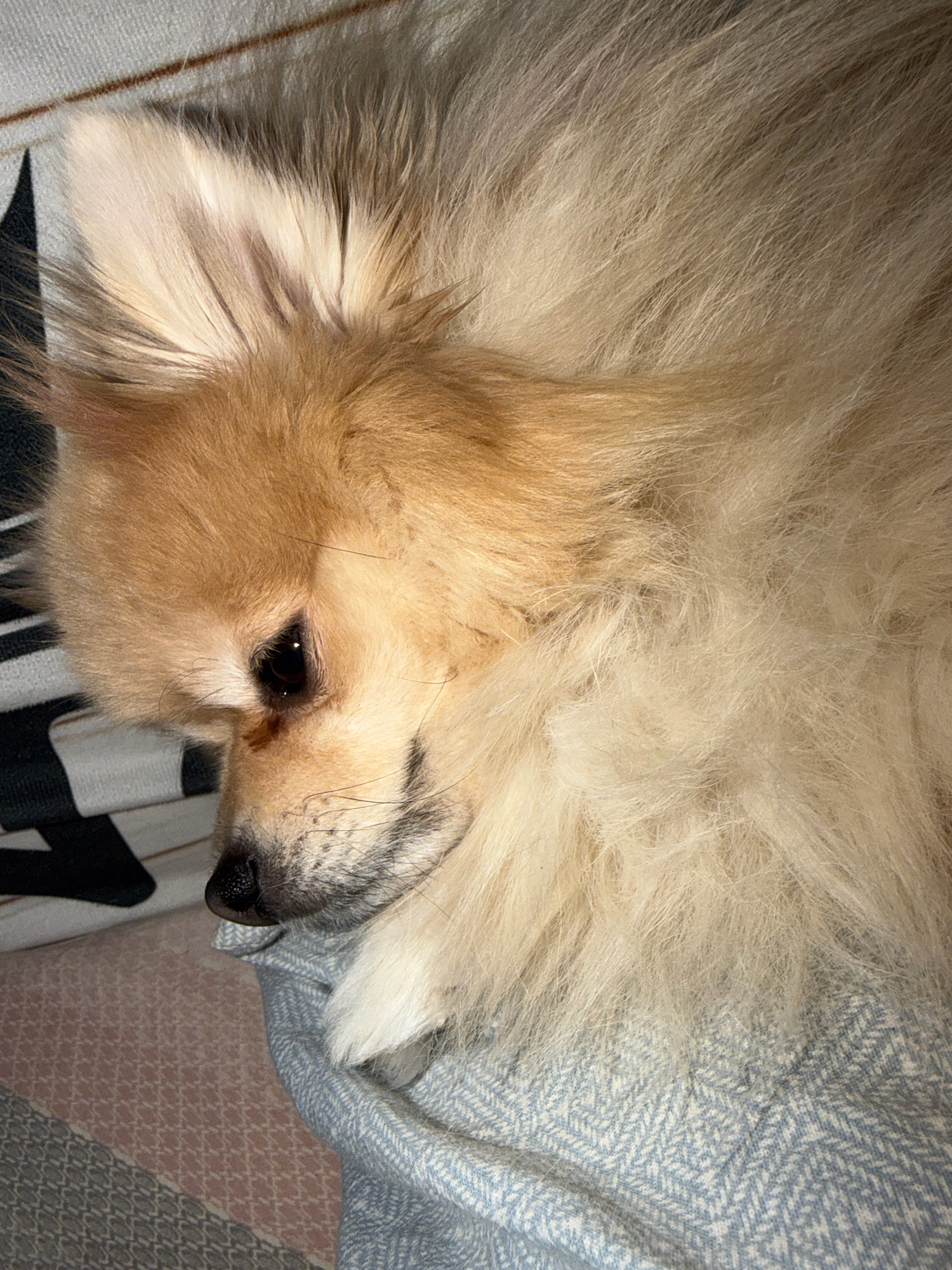 A close-up, eye-level shot shows a Pomeranian dog resting on a bed. The dog's fur is light brown and fluffy, with darker brown markings around its eyes and nose. The dog's eyes are dark and appear to be closed or nearly closed, suggesting it is sleeping or relaxed. The dog is lying on a light blue and white patterned blanket, which is on top of a pink and grey patterned sheet. In the background, a black and white striped fabric is visible. The lighting suggests an indoor setting, possibly a bedroom in Tbilisi, Georgia, based on the provided context.