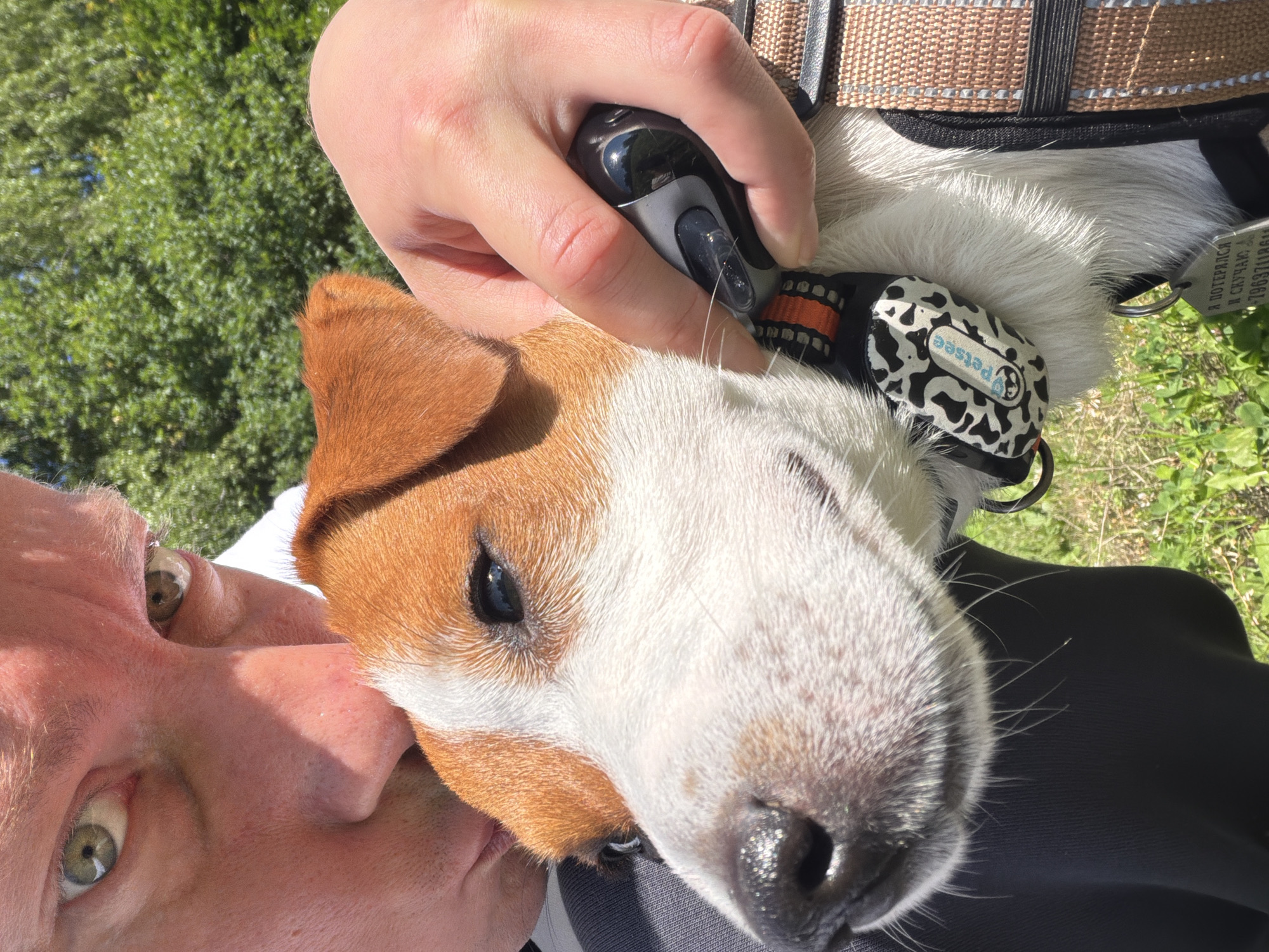 A close-up, over-the-shoulder, eye-level shot captures a person kissing the head of a Jack Russell Terrier dog outdoors on a sunny day. The person's face is partially visible on the left, with their green-eyed gaze directed towards the dog. The dog's head is turned to the right, with its brown and white fur prominent. The dog is wearing a black collar with an orange stripe and a black and white patterned tag that reads "Petsee". A hand is holding a black and gray object, possibly a dog tracker, near the dog's neck. The background consists of lush green trees and grass, suggesting a park or natural setting. The image does not provide any specific indicators of its location within Moscow, Russia.