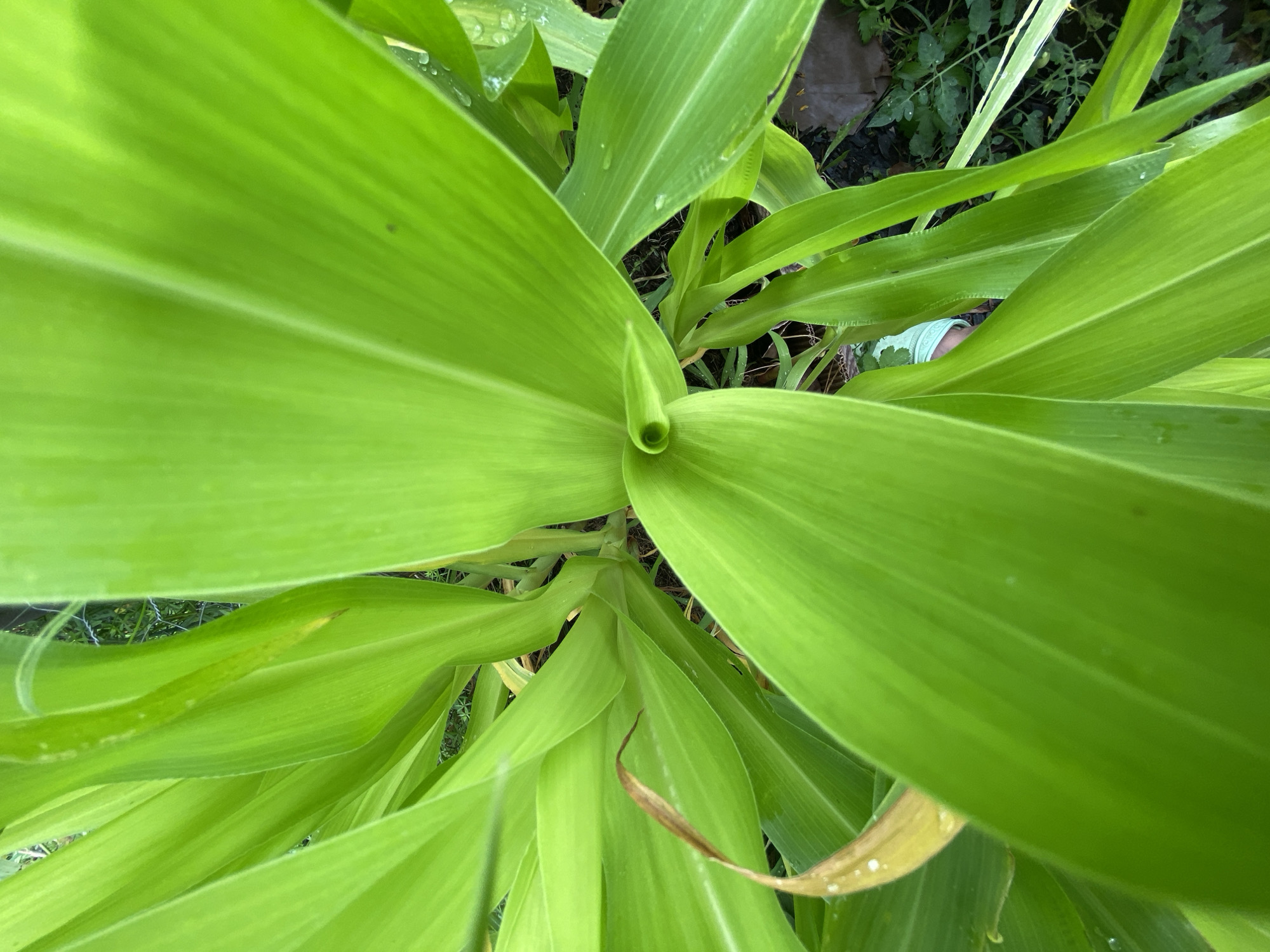 This is a close-up, high-angle, outdoor photograph of a corn plant. The leaves are a vibrant green and appear wet, suggesting recent rain. The leaves are large and broad, with visible veins running lengthwise. The center of the plant, where the new leaves are emerging, forms a funnel-like shape. In the background, there are hints of darker green foliage, a section of a wire fence, and the ground which appears to be covered with leaf litter and small plants. A small portion of light blue fabric is visible at the bottom right, possibly belonging to clothing. The scene is located in the Town of Princetown, United States of America.