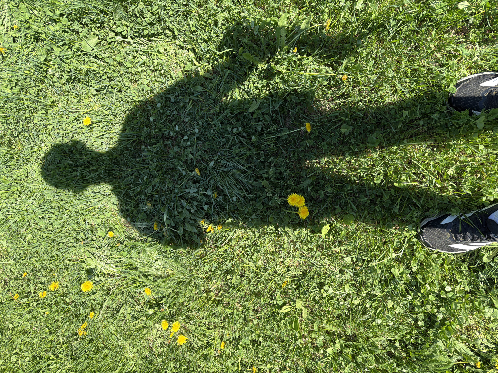 The scene depicts a patch of grass interspersed with yellow dandelions. A shadow resembling a human figure is cast upon the grass. Two shoes are visible at the top right corner of the image. The location is unknown, and there is no data to suggest this image was taken in Oreshniki, Russia.