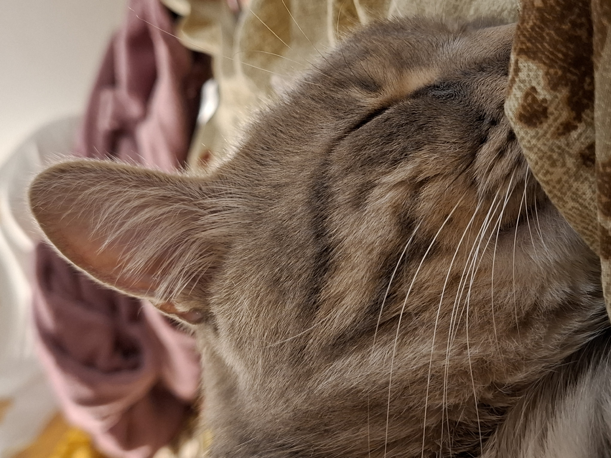 A close-up, eye-level shot shows a tabby cat sleeping, its head tucked into a brown and tan patterned blanket. The cat’s fur is a mix of brown, gray, and black stripes, with long white whiskers extending from its muzzle. The background is blurred, showing folds of pink and yellow fabric. The lighting is soft and appears to be indoor lighting. The scene suggests a cozy and peaceful environment, likely a bedroom or living space.