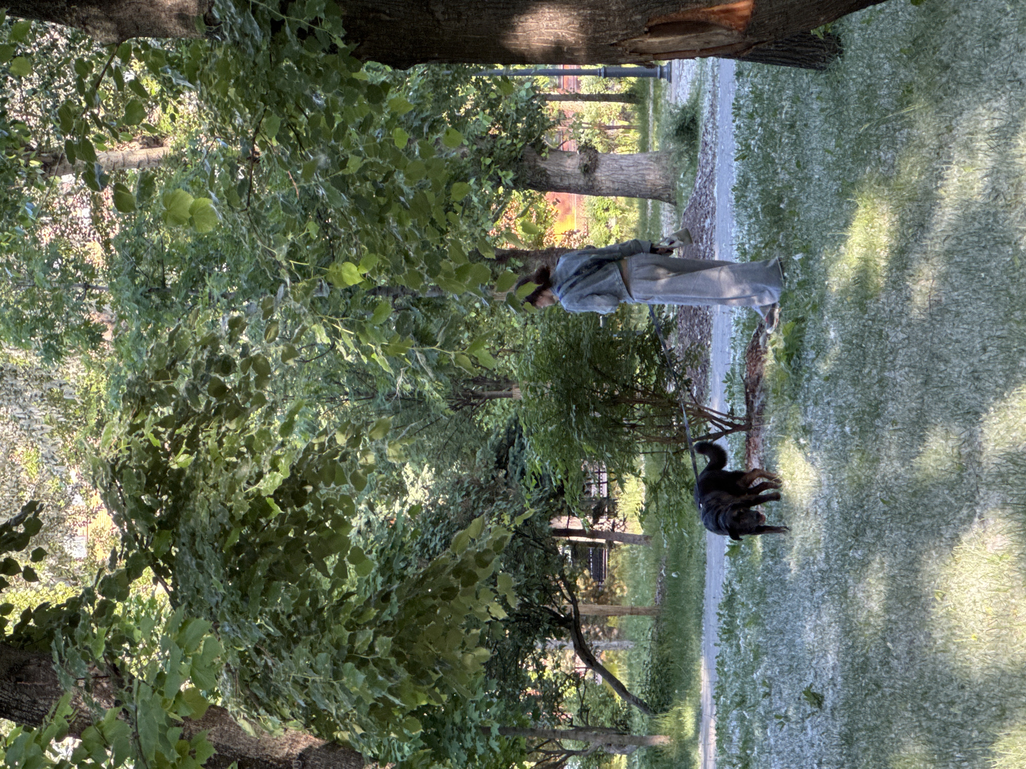 This image captures a bright, sunny daytime scene in what appears to be a park or green space in Moscow. The most striking feature is the ground, which is extensively covered in a thick layer of white, fluffy material, strongly indicative of poplar fluff or pollen common in late spring or early summer.
In the midground, a person, likely a woman, stands on a path that runs through the park. She is dressed casually in a light-colored, possibly grey, jacket or hoodie and matching trousers. Her hair is tied back, and she is seen from a side profile, looking towards the right side of the frame while holding a small object in her hand.
Beside the person, on the fluff-covered grass, a dark-colored dog stands calmly, appearing to be on a leash, though the leash itself is not clearly visible. The dog is a medium-to-large breed with a dark coat and an upright, curved tail.
The setting is characterized by an abundance of mature trees with lush green foliage, providing shade and creating a vibrant natural environment. Large tree trunks are visible in the foreground and along the path. In the background, through the trees, glimpses of a park bench and other park elements can be seen, reinforcing the park setting. The atmosphere is serene and calm, suggesting a leisurely outdoor activity. No visible text is present in the image.