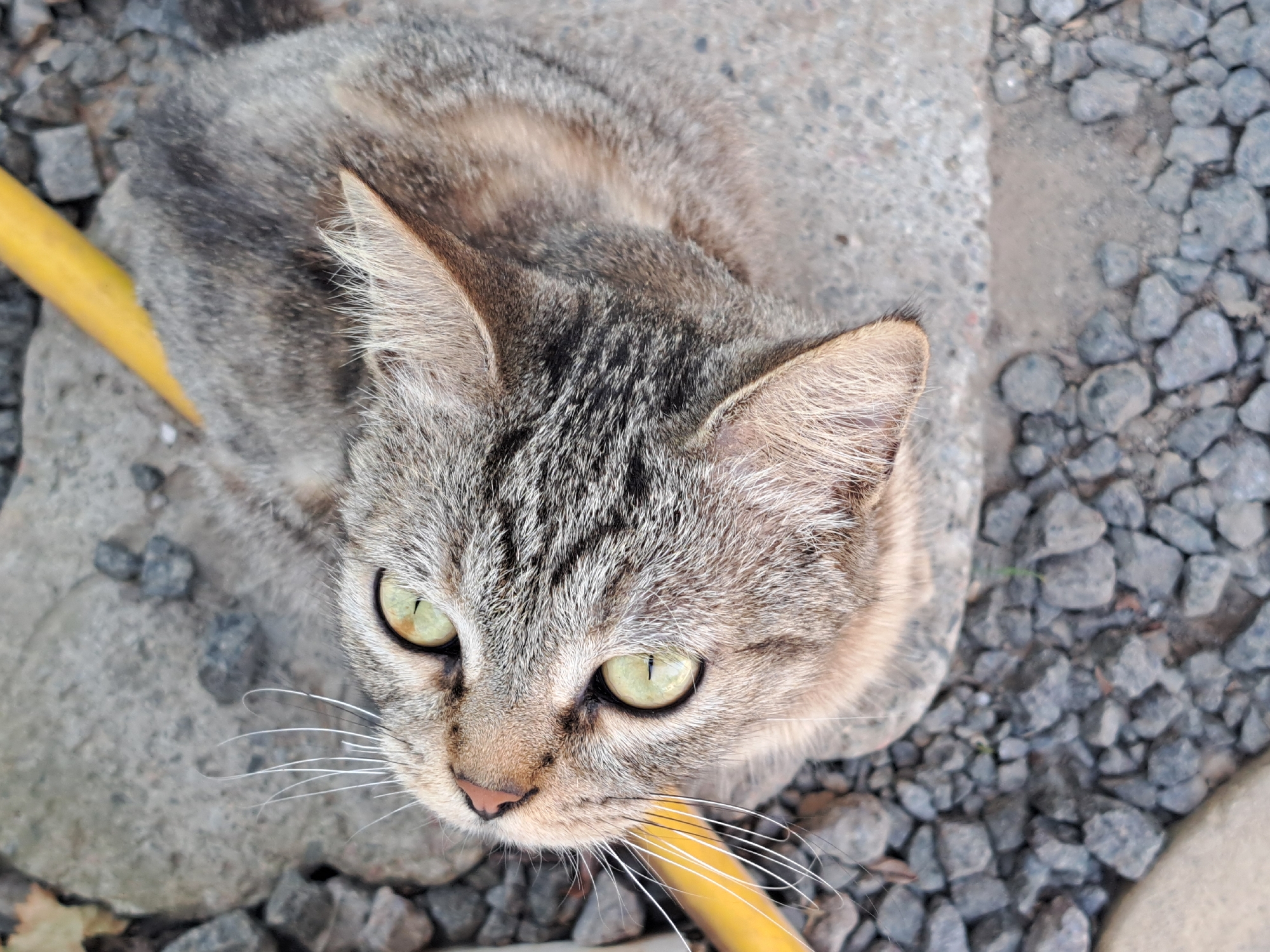 A close-up, overhead shot focuses on a tabby cat's face, with its bright green eyes looking upwards. The cat has a speckled brown and grey coat, with distinct dark stripes across its forehead and around its eyes. Its pink nose is slightly visible. The cat is resting on a flat, light-colored stone surface, surrounded by dark grey gravel. A thin, bright yellow object, possibly a hose or pipe, runs diagonally across the upper right portion of the frame. The image appears to have been taken outdoors, possibly in a garden or yard, and there is no indication of the specific location within Vypasne, Ukraine.