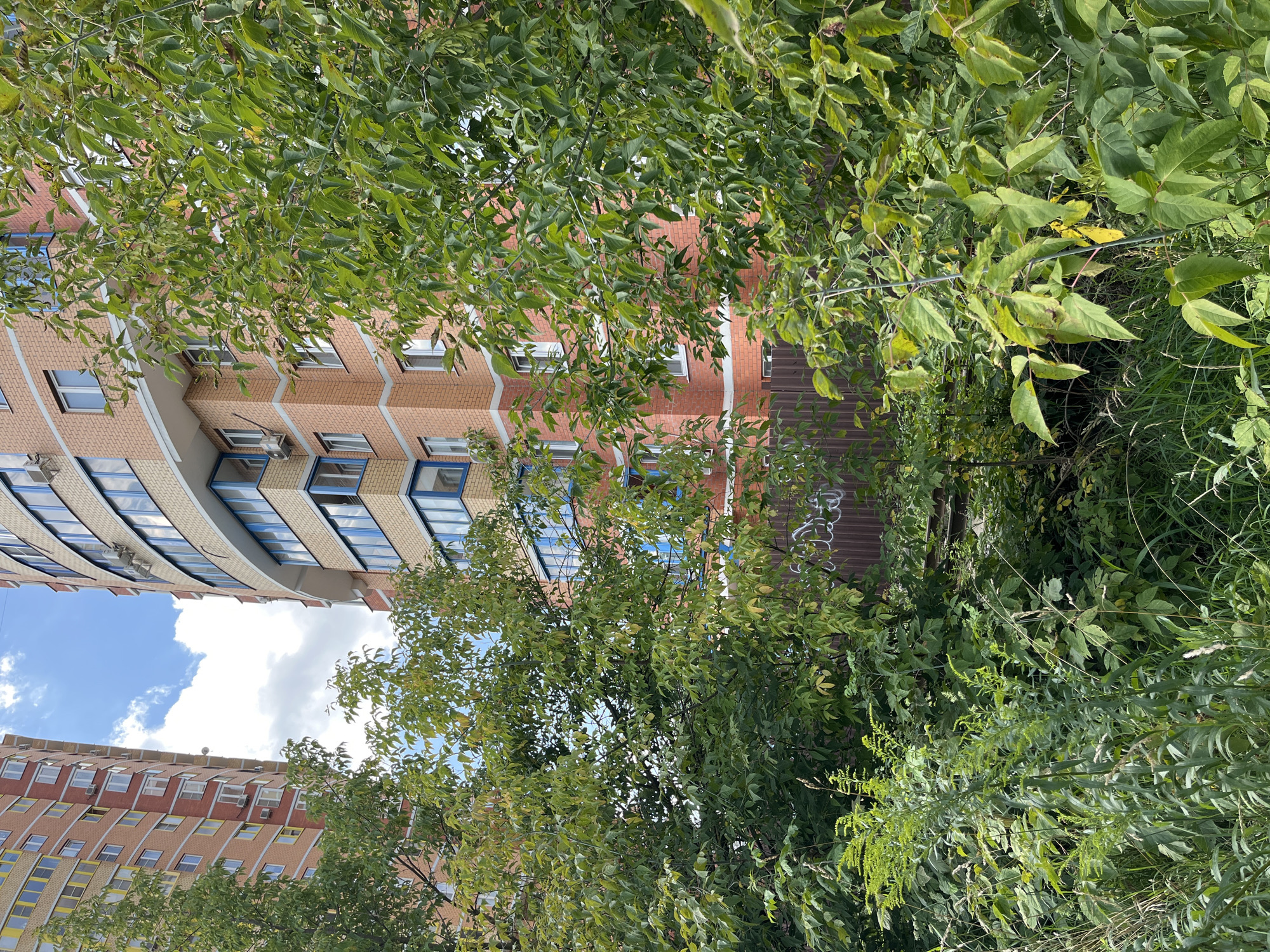 The image depicts an outdoor scene with two multi-story apartment buildings, one on the left and one on the right, partially obscured by abundant green foliage. The building on the left is tall and rectangular, with a façade of orange and yellow bricks. The building on the right is curved and also features orange brickwork, with a prominent band of blue window frames. Both buildings appear to be residential, with multiple windows and balconies visible. A brown corrugated metal fence with white graffiti runs horizontally across the middle ground, separating the dense green vegetation in the foreground from the buildings behind. The vegetation consists of trees and bushes with lush green leaves, some of which show signs of yellowing, suggesting the season might be late summer or early autumn. The sky above is a pale blue with scattered white clouds. This scene is located in the city of Balashikha, Russia. There are no people or animals visible in the image.