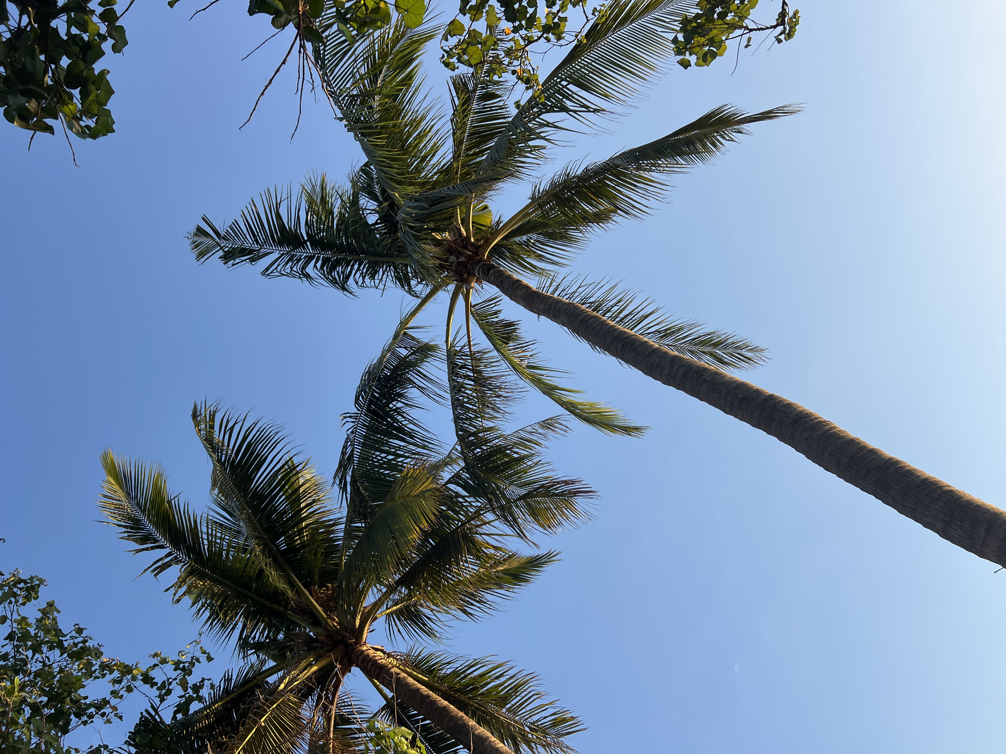 Two tall palm trees with green fronds are angled upwards against a clear, light blue sky. The fronds of the trees are lush and extend towards the viewer, with sunlight catching some of the leaves, giving them a yellowish hue. The rough, textured trunks of the palm trees are visible, also leaning upwards. In the upper corners of the image, there are glimpses of green leaves from other trees or foliage, suggesting a tropical environment. The overall scene evokes a sense of a warm, sunny day. This image may have been captured in Kuta, Indonesia, a region known for its beaches and palm trees.