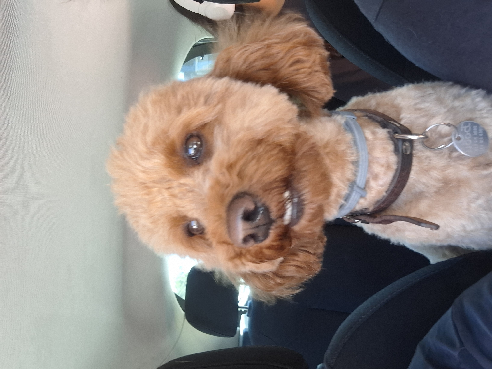 A close-up, eye-level, frontal shot shows a light brown poodle sitting in the passenger seat of a car, looking directly at the camera. The dog has a light brown, fluffy coat and is wearing a brown leather collar with a light blue band and a silver dog tag. The background shows the car's interior, including dark grey car seats and the car's headliner. The dog's mouth is slightly open, revealing its teeth. The location of Pleven, Bulgaria, is not depicted in this image.