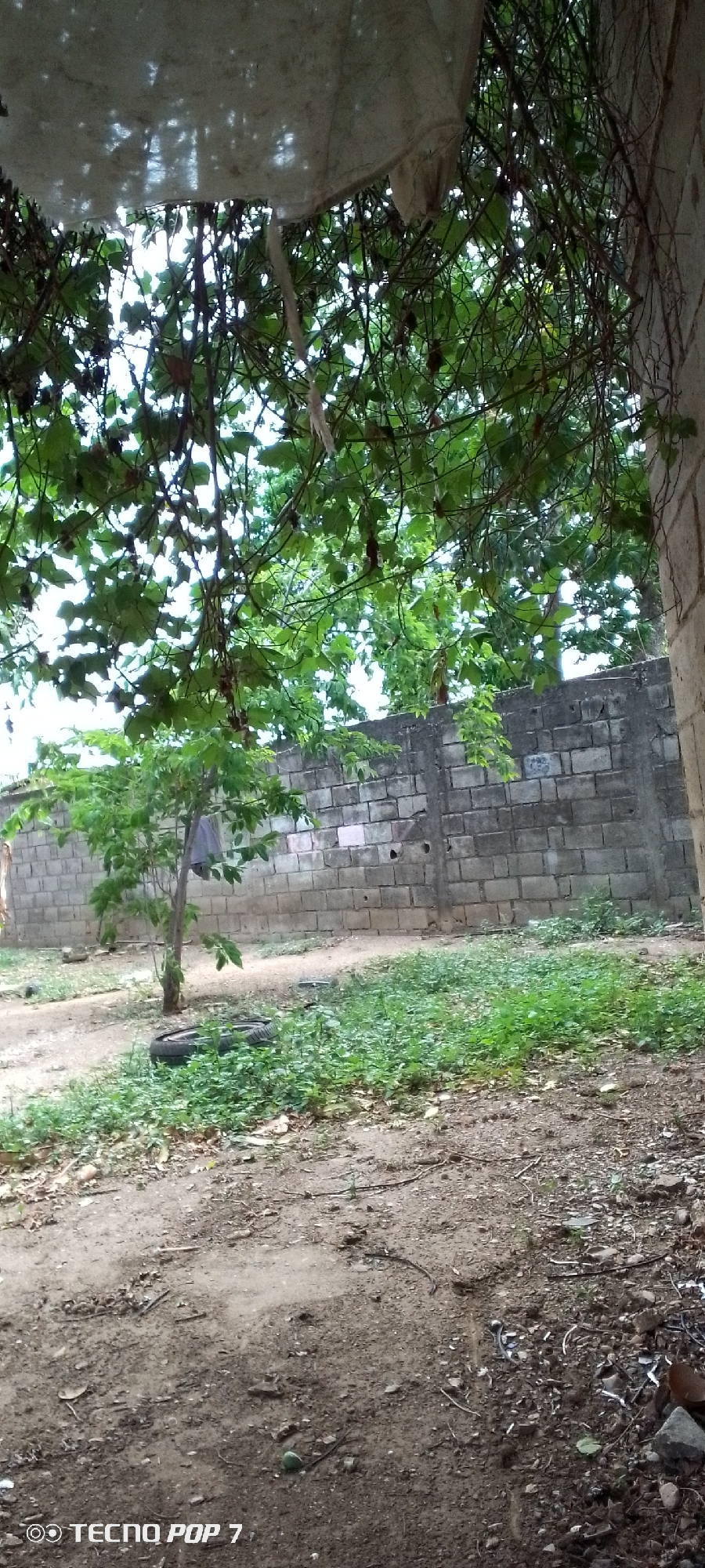 A low-angle, full outdoor shot captures a rear view of a property in Altagracia, Venezuela, featuring a roughly constructed cinder block wall as a backdrop. Overhanging tree branches with lush green leaves obscure much of the sky and are intertwined with a light-colored tarp suspended overhead, casting dappled shadows. In the middle ground, a small, sparsely leaved tree stands to the left, with a dark piece of cloth hanging from one of its branches. A deflated tire lies in the overgrown green grass at the base of the tree. The foreground consists of a dirt path with scattered debris, including small stones, twigs, and what appears to be a discarded piece of metal. The wall itself is a light gray, weathered cinder block structure with some minor graffiti or markings visible. The overall impression is one of an unkempt, somewhat neglected outdoor space.