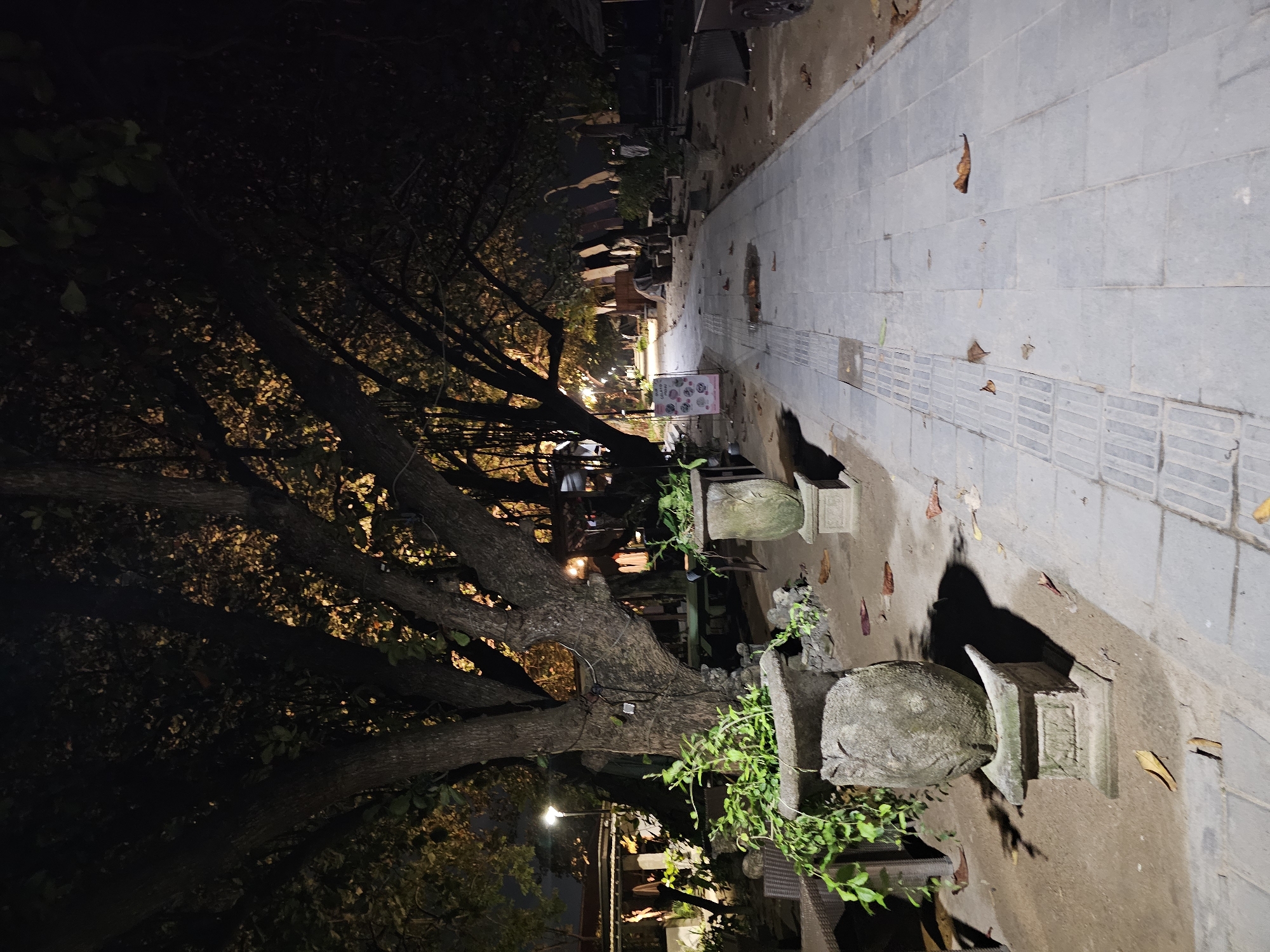 The image depicts a nighttime scene along a paved walkway in Denpasar, Indonesia, likely in a pedestrianized area or park. The walkway is illuminated by overhead lights, casting shadows from the large trees that line the path. These trees have thick trunks and branches that create a canopy, with some of the foliage catching the light, giving it a warm glow.
On the left side of the walkway, near the foreground, are several decorative elements. There's a large stone planter with a trailing green plant, and next to it, another stone urn-like object is placed on a pedestal. Further back, the hints of outdoor seating and structures suggest a commercial or recreational area, possibly cafes or shops. A light pole is visible in the distance on the left, and a signpost with a graphic is also present. The ground surface consists of a paved walkway with textured tactile paving for visually impaired pedestrians, and the surrounding ground is dirt and fallen leaves. The atmosphere is dark and somewhat subdued, characteristic of a city at night with ambient lighting. No people are visible in the frame.