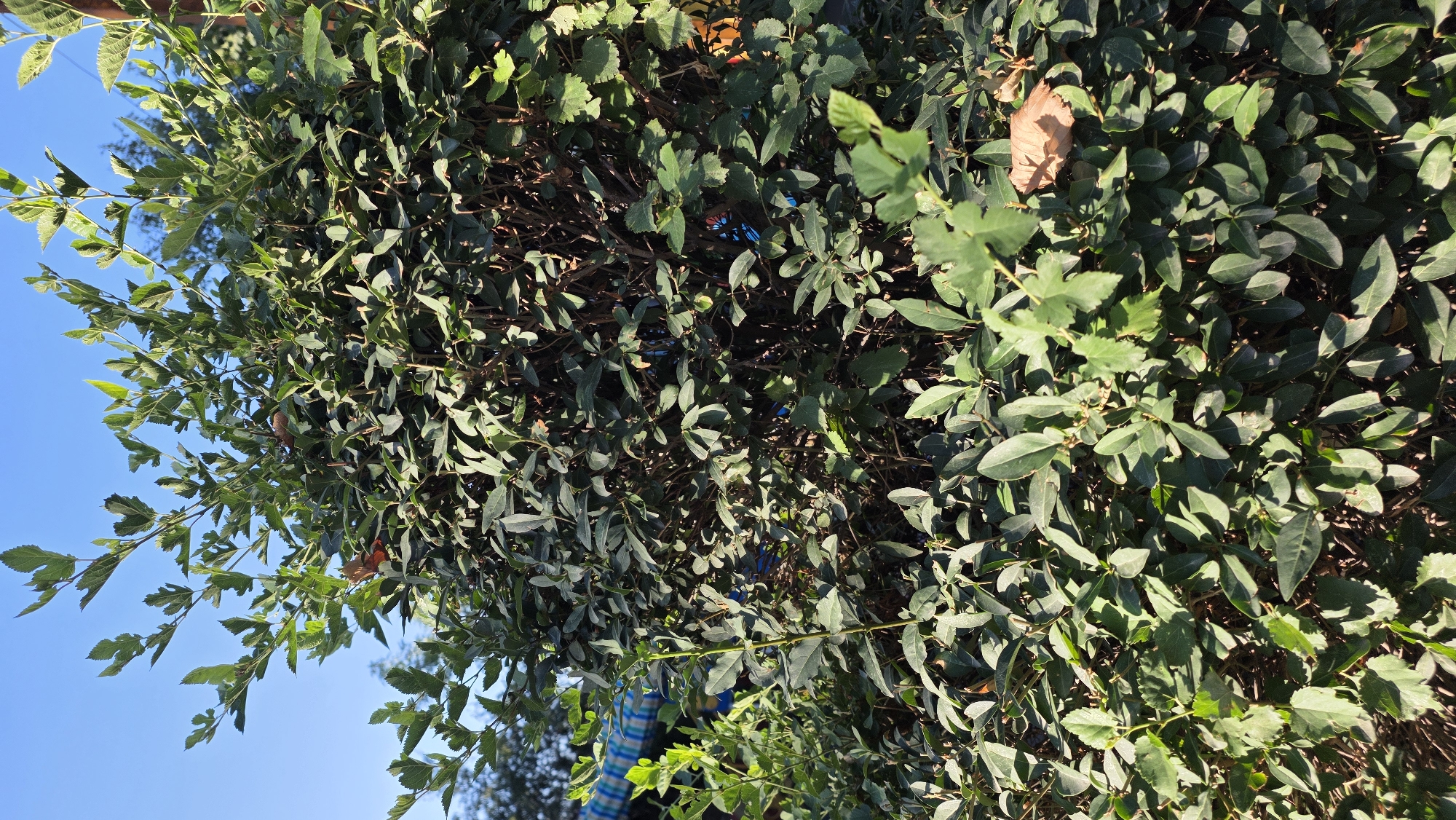 The image shows a dense green bush with many leaves and branches, against a clear blue sky. The bush appears to be outdoors, possibly in a garden or park. There are some shadows cast on the leaves, indicating sunlight. In the background, the tops of other trees are visible. There is no visible human activity or clear indication of a specific location within Tokmok City, Kyrgyzstan, beyond it being an outdoor scene with vegetation.
