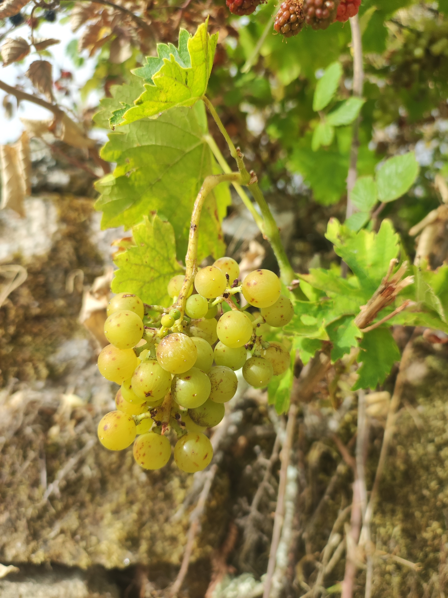 A close-up, eye-level, vertical shot focuses on a bunch of unripe green grapes hanging from a vine, with a weathered stone wall in the blurred background. The grapes are small, round, and pale green, with some showing small reddish-brown spots. A single green leaf with serrated edges is visible above and to the left of the grapes. The stone wall, out of focus, appears to be made of irregular, light-colored stones, some of which are covered in moss or lichen, suggesting an outdoor setting with natural elements. The overall lighting is bright, highlighting the textures and colors of the grapes and foliage. The scene evokes a natural, rustic environment. This photograph was taken in the municipality of El Cerecedo, within the town of Sobradillo, in the province of Salamanca, Spain.