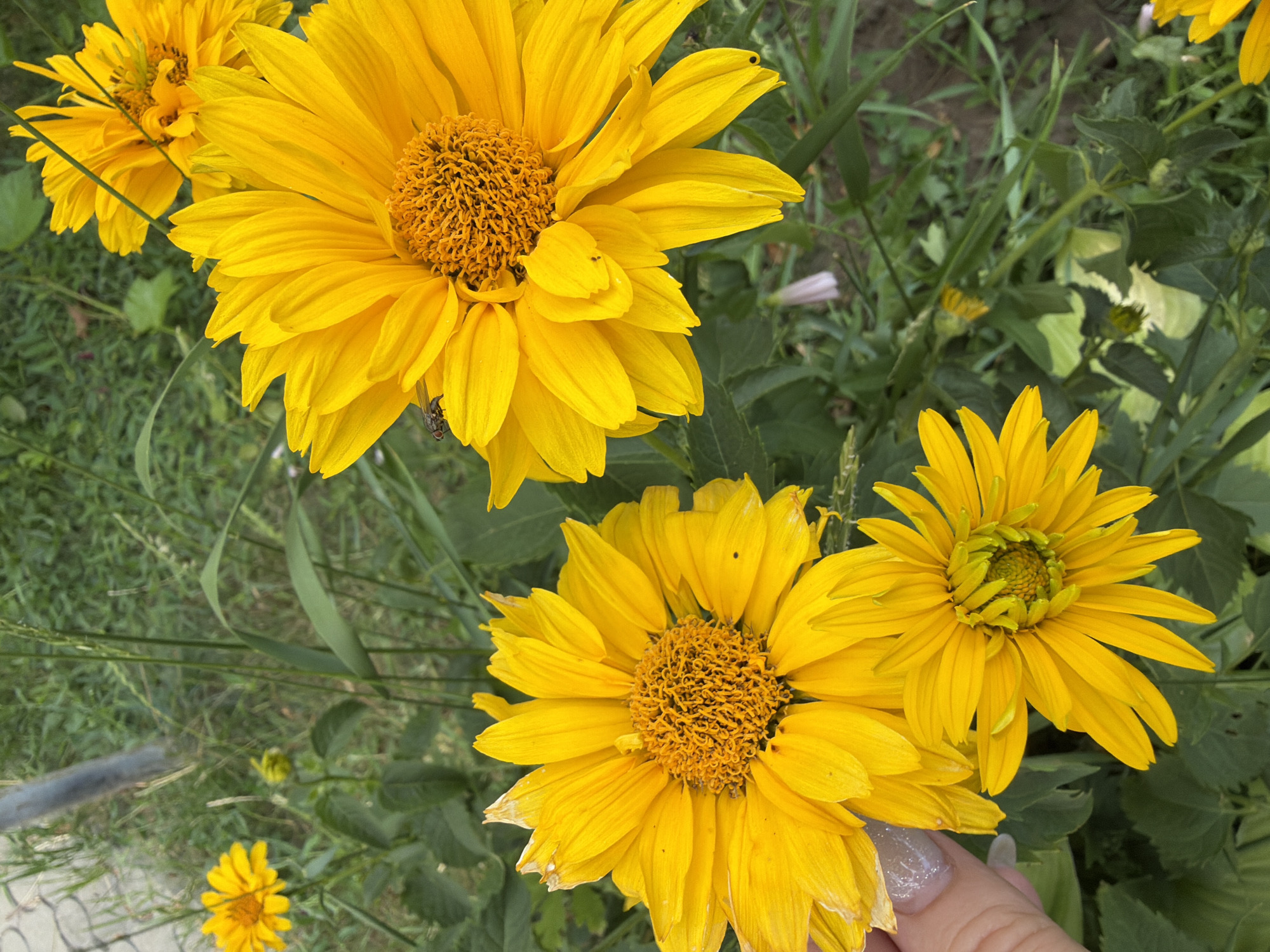 In Kozova, Ukraine, on a cloudy day, a close-up shot captures a cluster of vibrant yellow flowers, possibly of the Heliopsis genus, in a garden. The flowers, with their prominent orange-brown centers and numerous pointed petals, are the main subjects. One large flower fills the right side of the frame, its petals slightly drooping. To its left, another large flower is angled towards the viewer, with a hand visible in the lower left corner touching its petals. A smaller, more closed bud of the same flower is positioned below the larger ones. A fly rests on the petals of the large flower on the right. The background consists of lush green foliage and grass, with a blurry grey pole visible in the upper left corner, suggesting a fence or support structure. The lighting is soft, indicating overcast conditions or shade.