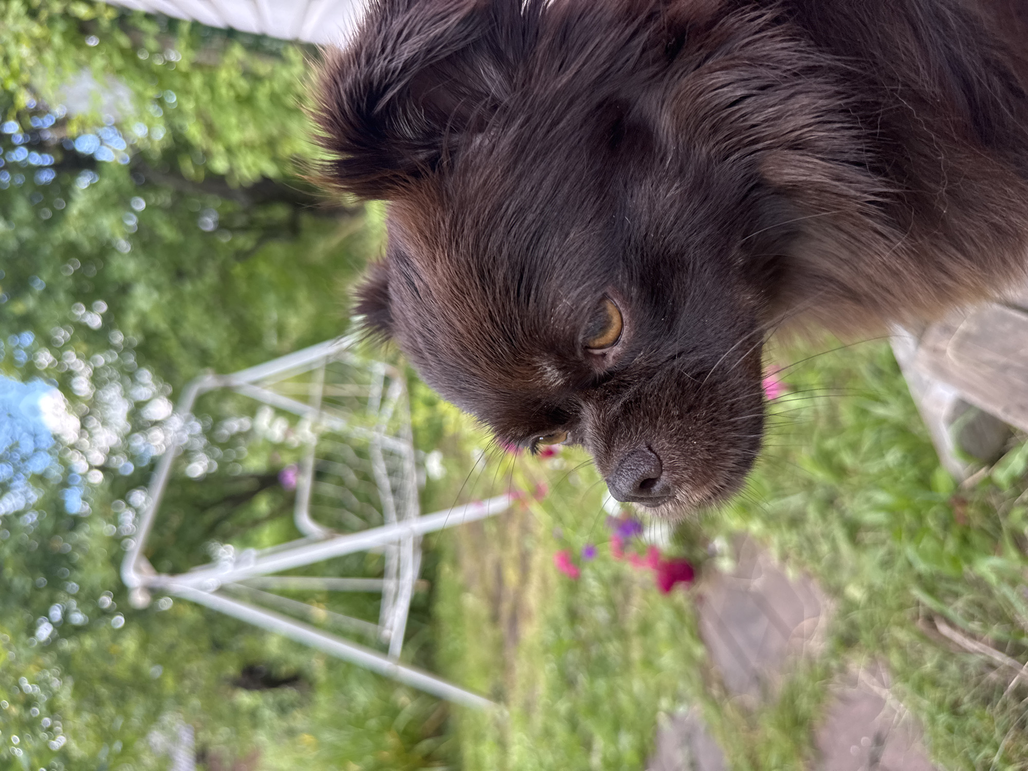 A close-up, side-profile shot captures a small, dark brown dog with long fur. The dog's head and upper torso fill the right side of the frame, its gaze directed to the left. Its eye is a warm amber color, and its wet nose is dark. The dog is positioned outdoors, with a blurry background of green foliage and a white swing set visible. A pathway of flagstones and some pink flowers are also discernible in the soft-focus background. The lighting suggests it is daytime. The image appears to be taken in a garden setting.