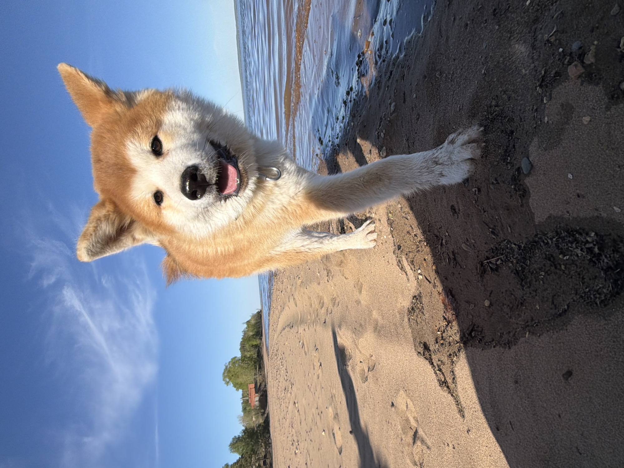 A medium-sized, light brown and white Akita dog with erect ears and a black nose is the prominent subject of the image, positioned at an unusual angle that makes it appear as if it's hovering over a sandy beach. The dog's mouth is open, showing its pink tongue, suggesting it might be panting or vocalizing. The collar around its neck is visible.
The beach is covered with light tan sand near the waterline, transitioning into darker, wet sand closer to the water's edge. There are some small pebbles and debris mixed in with the sand. Waves from a body of water are visible in the background, reflecting sunlight.
In the distance, there are green trees and foliage along the shoreline, with a hint of buildings visible amongst the trees. The sky is a bright blue with sparse white clouds.
Given the specification that the location is Chaikovsky, Russia, the body of water is likely part of the Kama River or one of the reservoirs in the area.