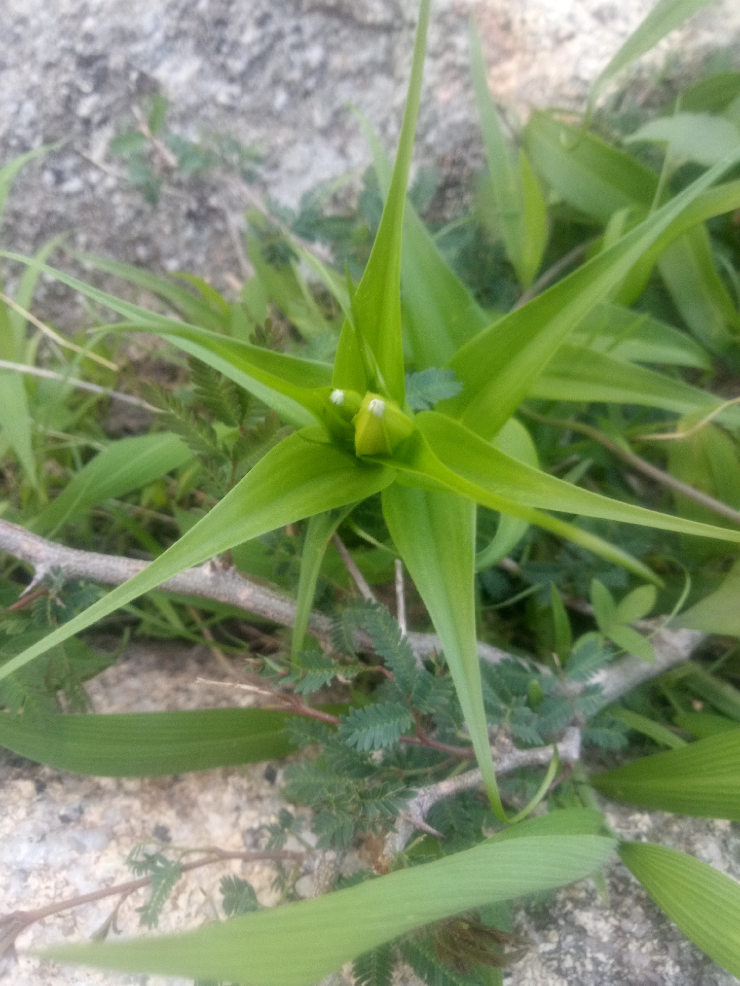 A close-up, eye-level shot shows a cluster of vibrant green leaves radiating from a central point. Two small, light-colored buds are visible at the core of the leaves. The leaves are long and pointed, with a waxy sheen. In the foreground, a thin, thorny branch runs horizontally across the frame. The background consists of rough, greyish-white rock and out-of-focus green foliage. The lighting is natural and diffused, suggesting an outdoor setting. The image does not contain any people or any identifiable urban elements.