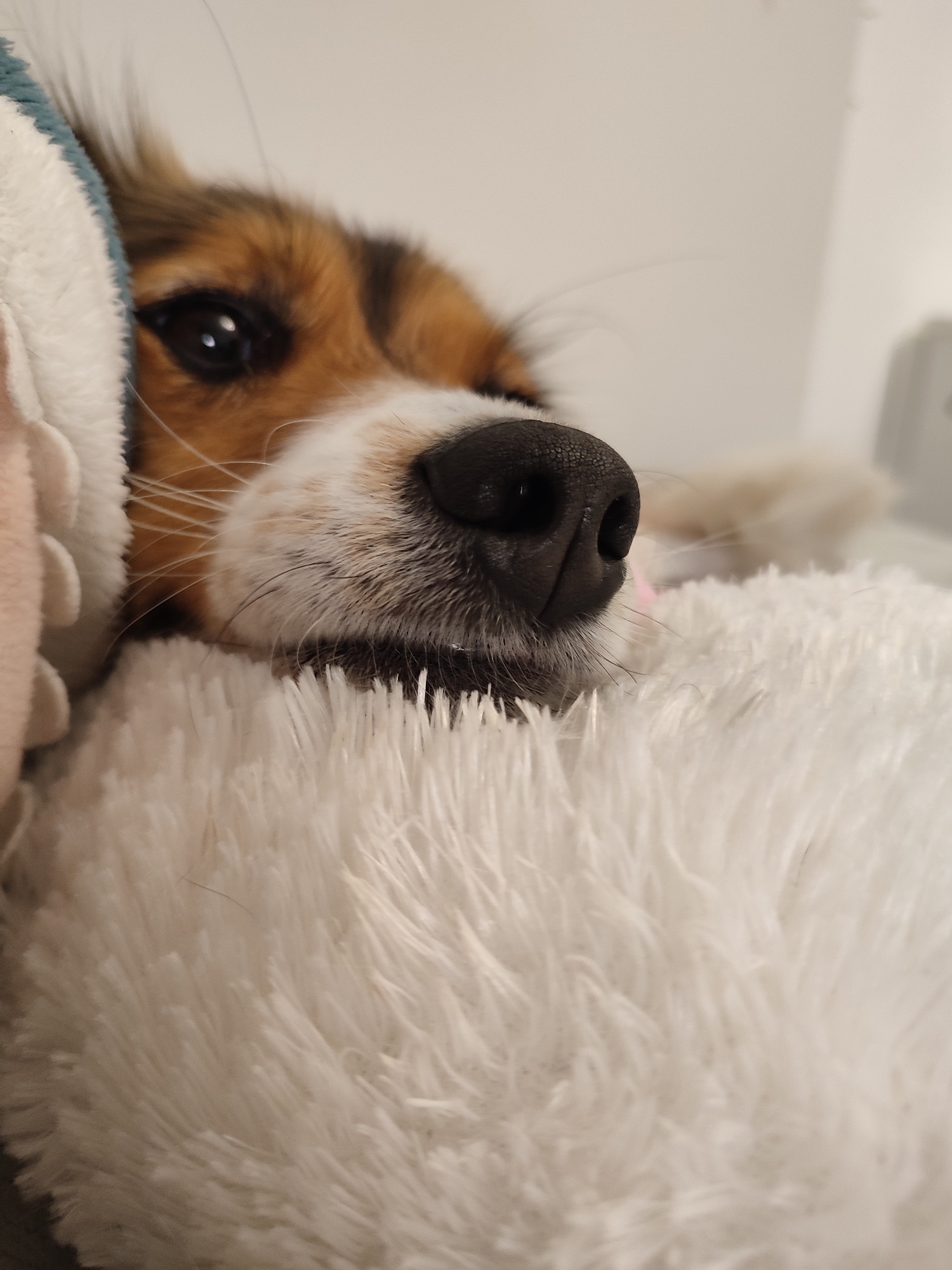 A close-up, eye-level shot focuses on a dog's muzzle and one eye, resting on a fluffy white blanket. The dog's fur is a mix of tan, white, and dark brown. Its nose is black and wet, with visible whiskers. The dog's left eye is dark and round, reflecting light. The background is a plain, light-colored wall. The scene appears to be indoors, possibly in a domestic setting. The exact location in the city of Unknown, Russia, cannot be determined from the image.