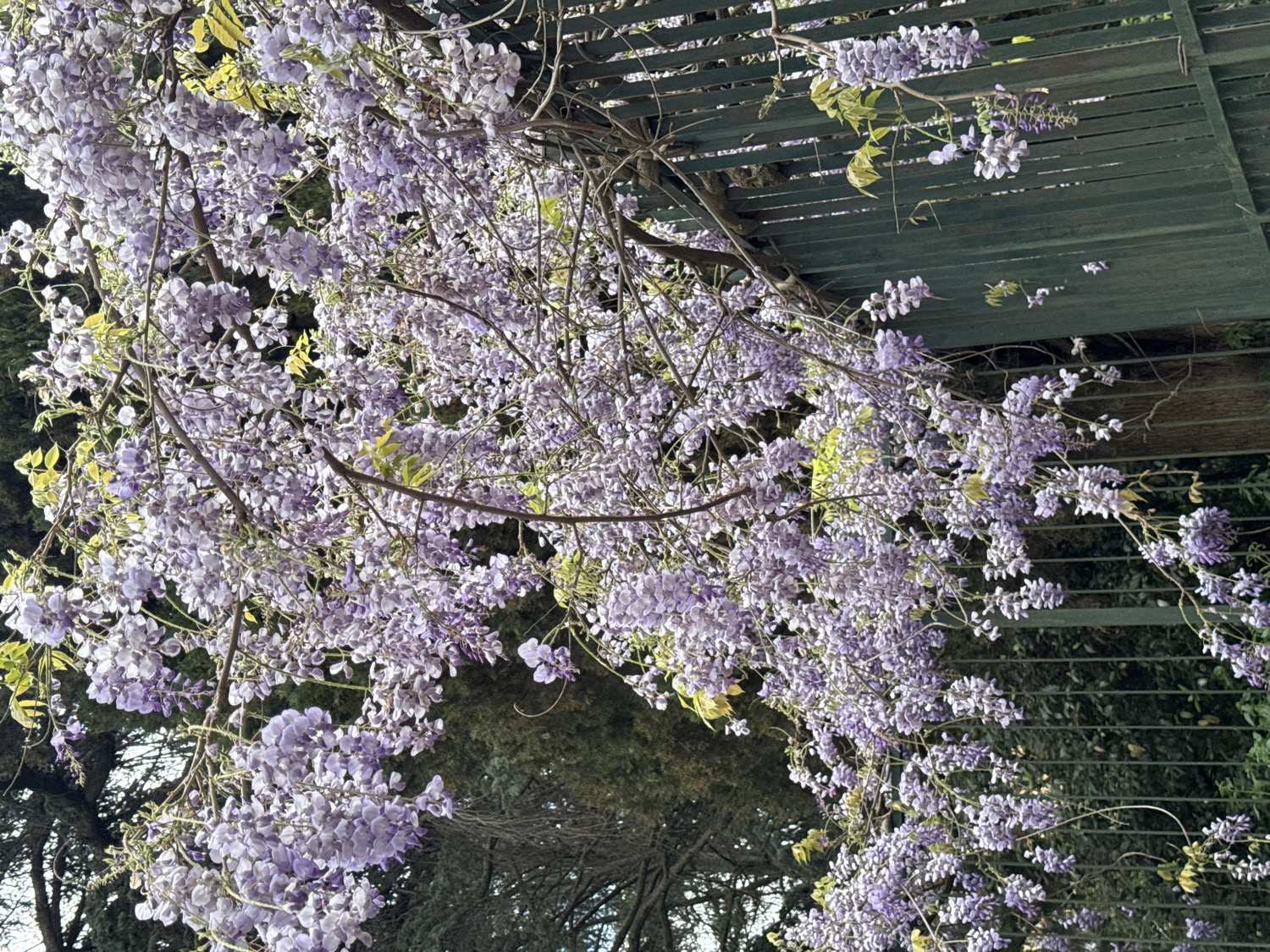A vibrant image, correctly oriented, showcases an abundant display of blooming wisteria in a garden setting. Clusters of delicate light purple and lavender wisteria flowers, interspersed with fresh green leaves and woody vines, cascade downwards. The wisteria is draped over a dark green wooden pergola, parts of which are visible across the top and upper right, forming a natural canopy. Darker green trees and foliage are discernible in the background, suggesting lush surroundings. The scene is illuminated by natural daylight, indicating a clear day in spring or early summer. No people or activities are depicted. No visible text is present. The context provided for the image is Ariccia, Italy.