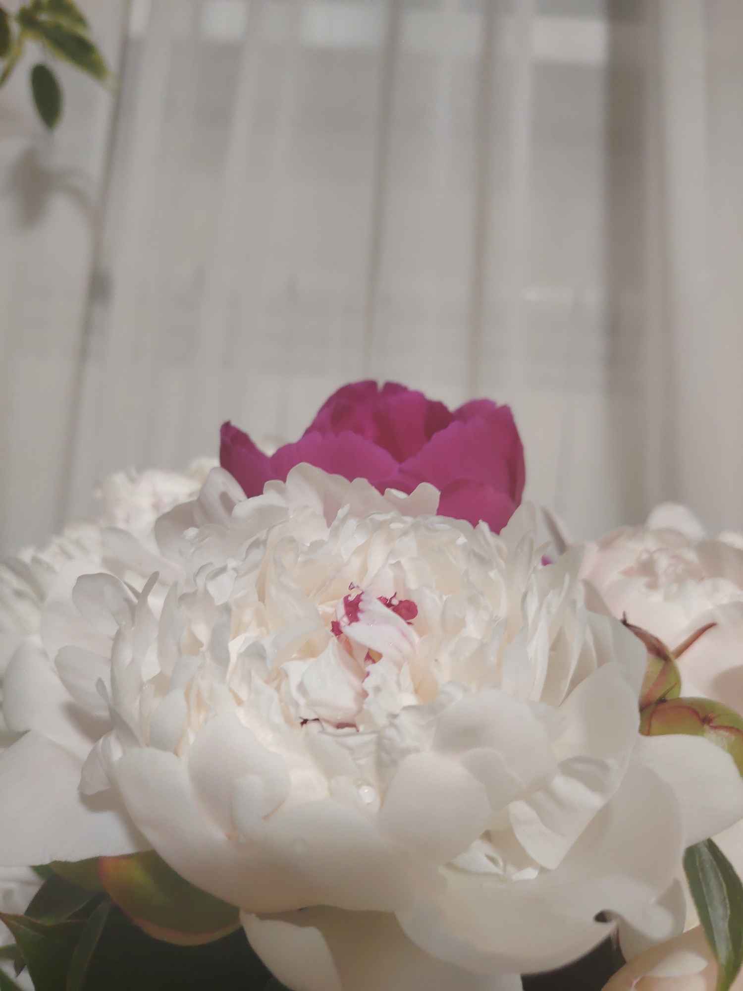 The image shows a close-up of several white peonies with a single magenta peony peeking from behind. The flowers are in focus, with soft, diffused lighting and a blurred white background that appears to be a sheer curtain. There are water droplets visible on the petals of the white peonies. No specific location in Yekaterinburg, Russia can be determined from the image.
