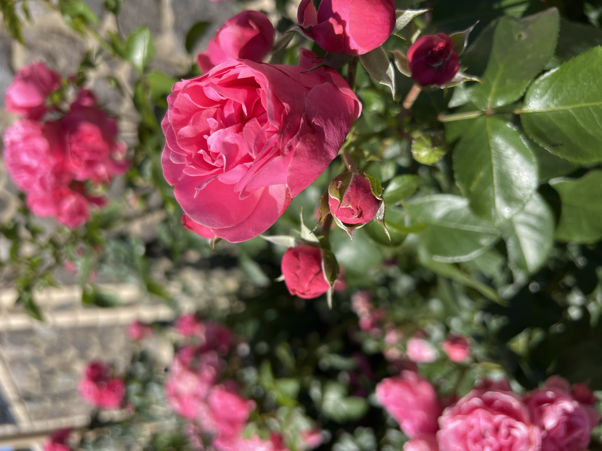 In Sukhyi Lyman, Ukraine, a close-up shot captures a cluster of vibrant pink roses against a backdrop of greenery and a textured stone wall. The focus is sharp on a partially opened rose in the foreground, revealing its delicate petals. Surrounding it are several rosebuds in various stages of development, their deep pink hues contrasting with the lush green leaves. The stone wall, blurred in the background, suggests an outdoor setting, possibly a garden or a decorative wall in a residential area. The lighting indicates it is daytime, with sunlight illuminating the flowers and casting subtle shadows. There are no people or animals visible in the frame.