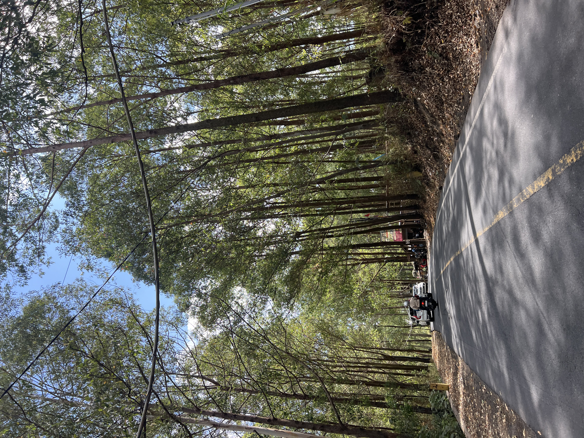 The image captures a sun-dappled asphalt road winding through a dense forest of tall, slender trees, likely eucalyptus, in Kintamani, Indonesia. Overhead, power lines stretch across the frame, strung between trees. The road is marked with a yellow line down the center and a white line on the right side. In the distance, a motorcycle with a rider wearing a helmet is traveling away from the camera, followed by a white car and other vehicles. To the right of the road, a small cluster of roadside stalls with red and white awnings are visible, with a few people gathered around them. The ground on the sides of the road is covered with dry leaves and vegetation. The sky above is bright blue with scattered white clouds. The overall impression is a rural, natural setting with a road providing access and small commercial activities along its edge.