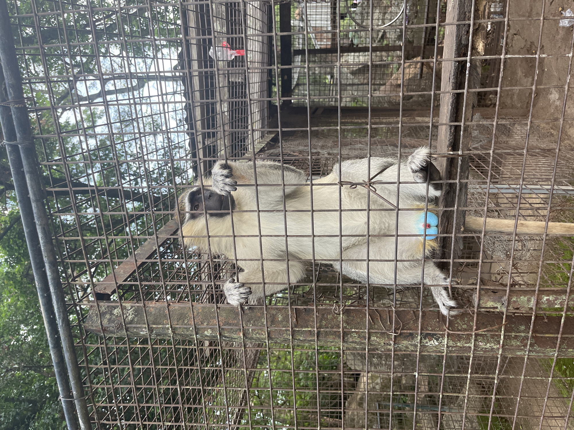 A vervet monkey is shown in a cage at the Jos Zoological Garden in Jos, Nigeria. The monkey, with light-colored fur and dark markings on its face, is standing on a wooden perch inside the cage. Its hands are gripping the metal bars of the cage. The monkey's scrotum is a prominent blue color. The cage is constructed of metal bars and appears to be in a naturalistic outdoor setting with trees and foliage visible in the background.