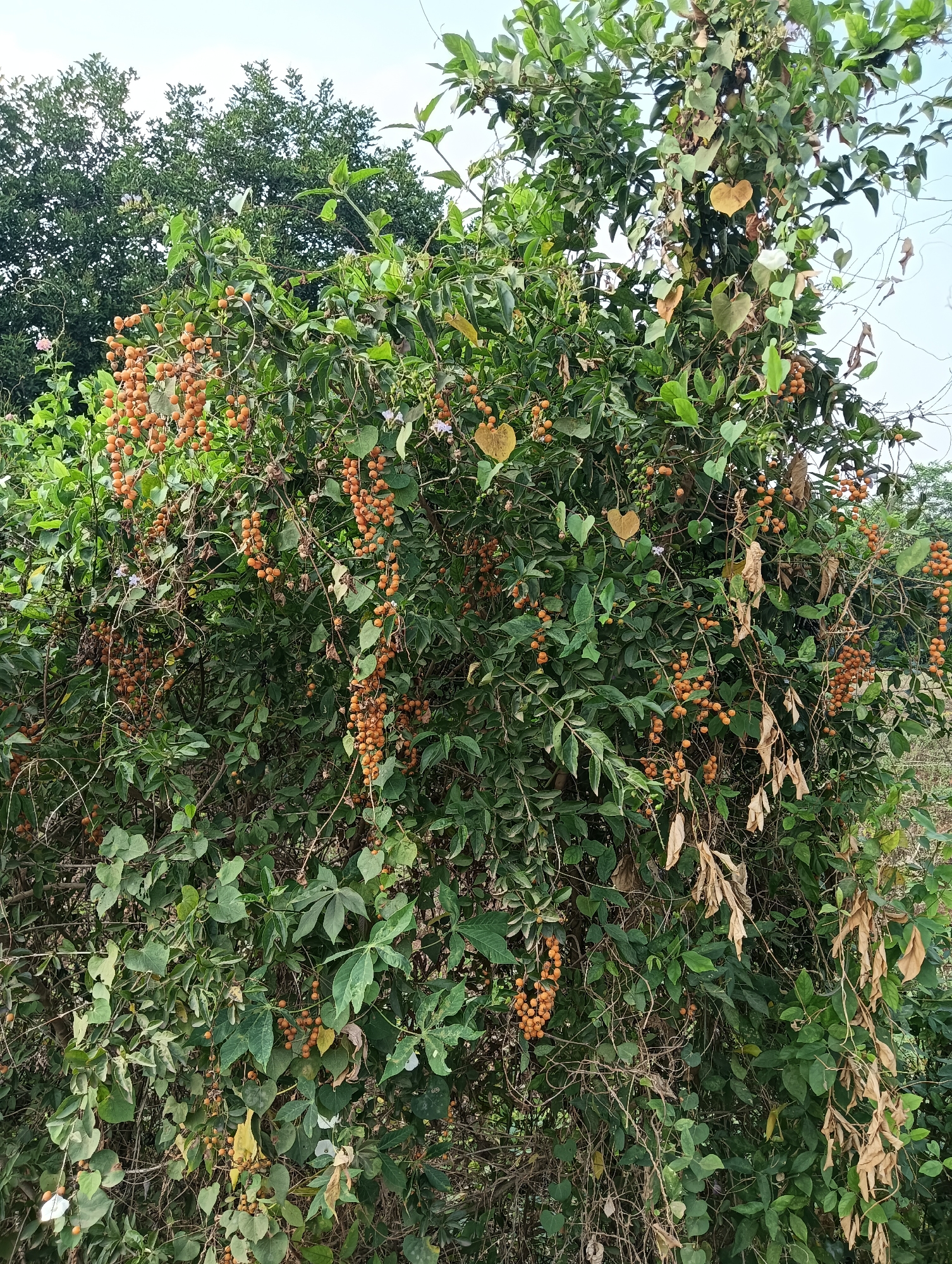 An outdoor, medium shot captures a dense, overgrown bush with clusters of small, orange berries hanging from its branches. The bush is in the city of Cluwak, Indonesia. The berries are spherical and appear to be ripe. The leaves of the bush are a vibrant green, with some dried, brown leaves interspersed throughout. Vines intertwine with the branches, adding to the wild and untamed appearance of the foliage. The background is blurred, suggesting a natural, uncultivated environment. The lighting is natural daylight, indicating the image was taken during the day. There are no people or animals visible in the frame.