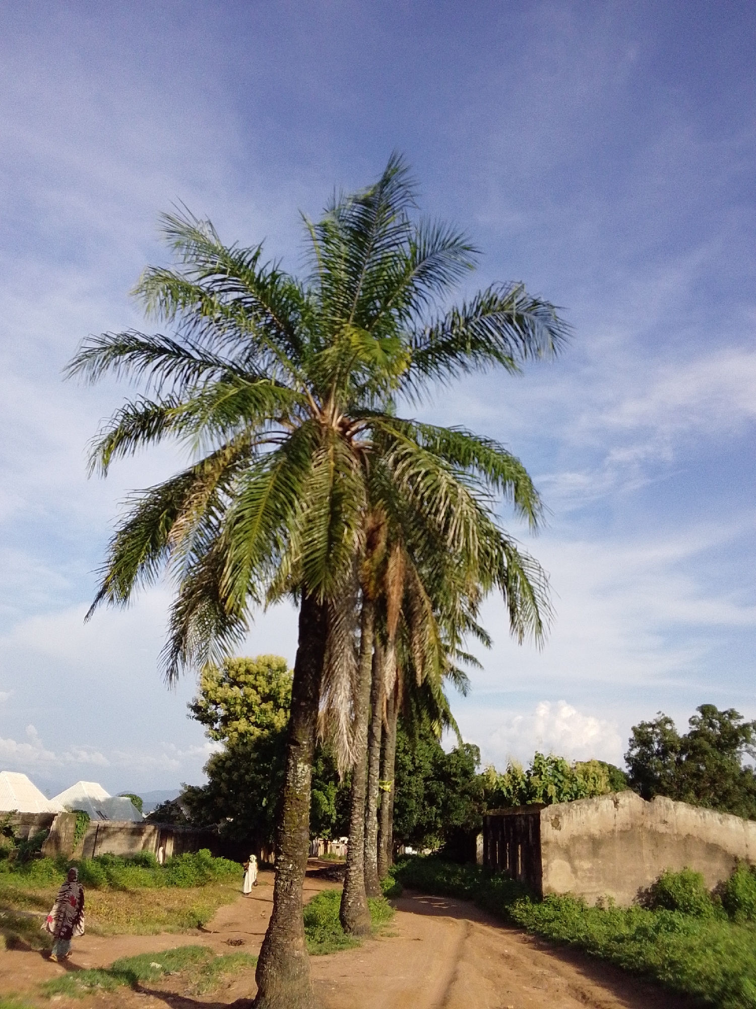 A dirt road curves through a village in Serti, Nigeria. On the right, a row of tall palm trees lines the road, their fronds casting shadows on the ground. Beyond the trees, a low, weathered concrete wall runs along the edge of the property, with dense green foliage growing against it. In the distance, a woman in traditional attire walks along the road away from the camera, her back to the viewer. Further down the road, another woman in a white garment is walking towards the camera. The background features more trees and buildings with white, pointed roofs, suggesting residential structures. The sky above is a vibrant blue, with scattered white clouds adding texture to the scene.
