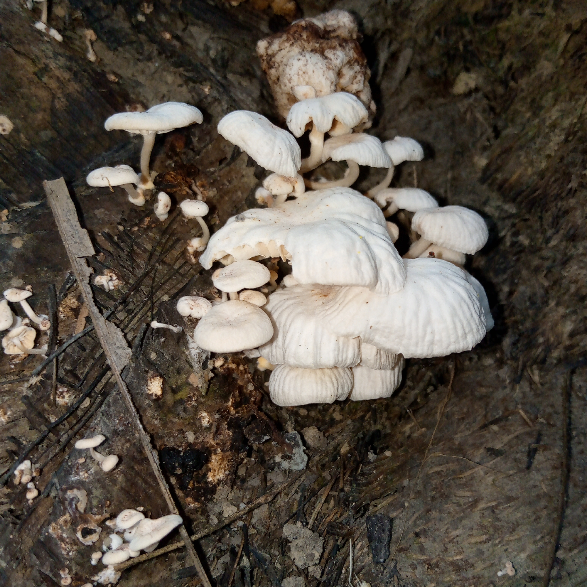 The image displays a close-up, high-angle view of numerous white fungi, consistent with gilled mushrooms (agarics), thriving on a dark, decaying woody substrate in Meunasahblang, Indonesia. The central cluster of fungi consists of multiple individual fruiting bodies, primarily white to off-white, with caps ranging from approximately 2 cm to 8 cm in diameter. Many caps exhibit distinct radial striations from the center to the margin. Their undersides reveal visible, white, densely packed gills and slender, white to cream-colored stipes (stems) connecting to the substrate.
Smaller, similarly structured white fungi are scattered across the darker, textured wood surface, particularly in the upper-left and lower-left portions of the frame. The woody substrate, likely a tree stump or large log section, is dark brown to blackish-brown, characterized by rough, uneven textures, splinters, and significant deterioration. Prominent vertical and diagonal gouges or cuts are visible on the central-left area of the wood, indicating previous human activity, possibly from an axe or saw. Patches of lighter, amorphous, brownish-white fungal growth or mycelium are also present within the wood structure, particularly above the main mushroom cluster. The immediate environment includes loose organic debris such as small twigs, leaf fragments, and soil clumps interspersed with the decaying wood. No people are visible.