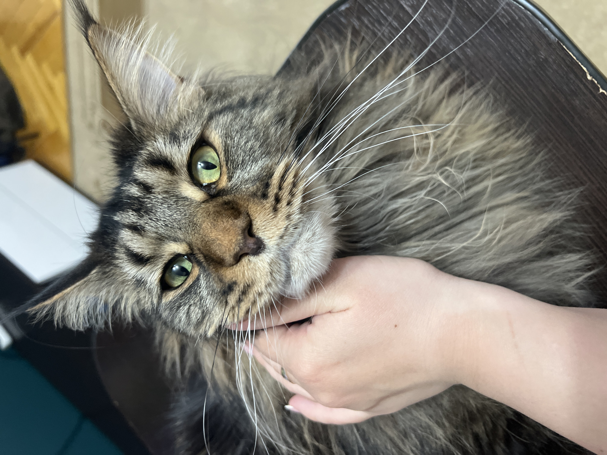 A close-up shot depicts a brown tabby Maine Coon cat with green eyes being held by a human hand. The cat's head is tilted, and its long whiskers are visible. The background includes a dark brown surface, possibly a piece of furniture. The photograph appears to have been taken indoors. The location in the city of Марковский, Russia, is not evident from the image.