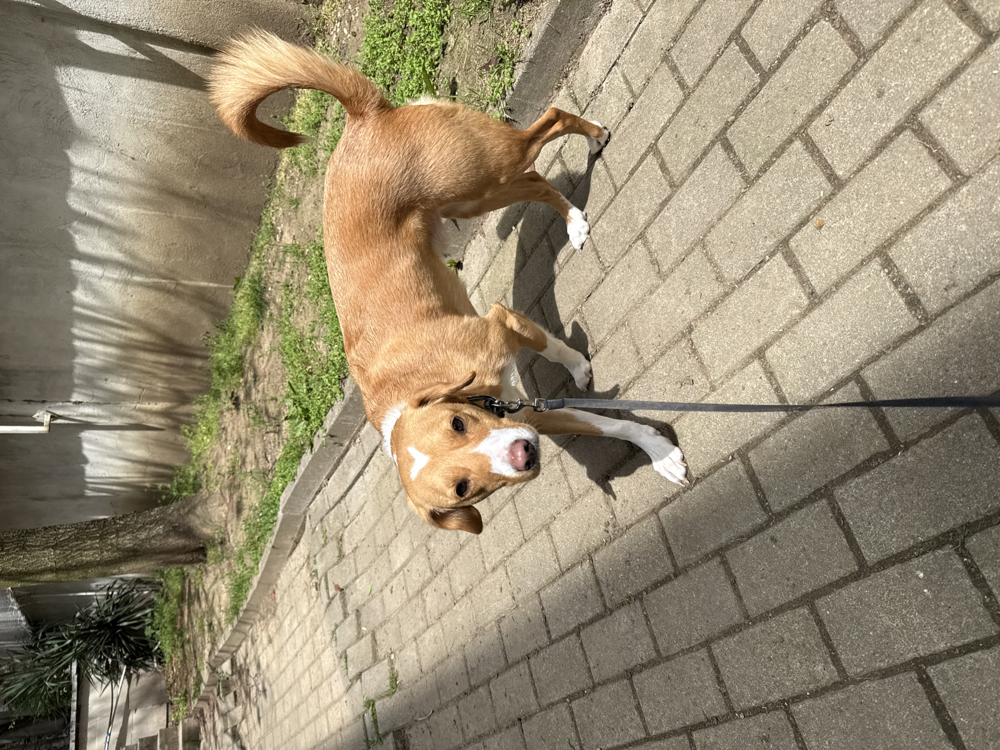 A tan-colored, medium-sized dog with white markings on its chest and paws is standing on a gray brick sidewalk. The dog is attached to a black leash. The dog's tail is curled upward. A concrete wall and green foliage are visible in the background. The location appears to be an urban area, possibly in Sofia, Bulgaria, based on the architectural style and foliage. The photograph is taken during daylight hours.