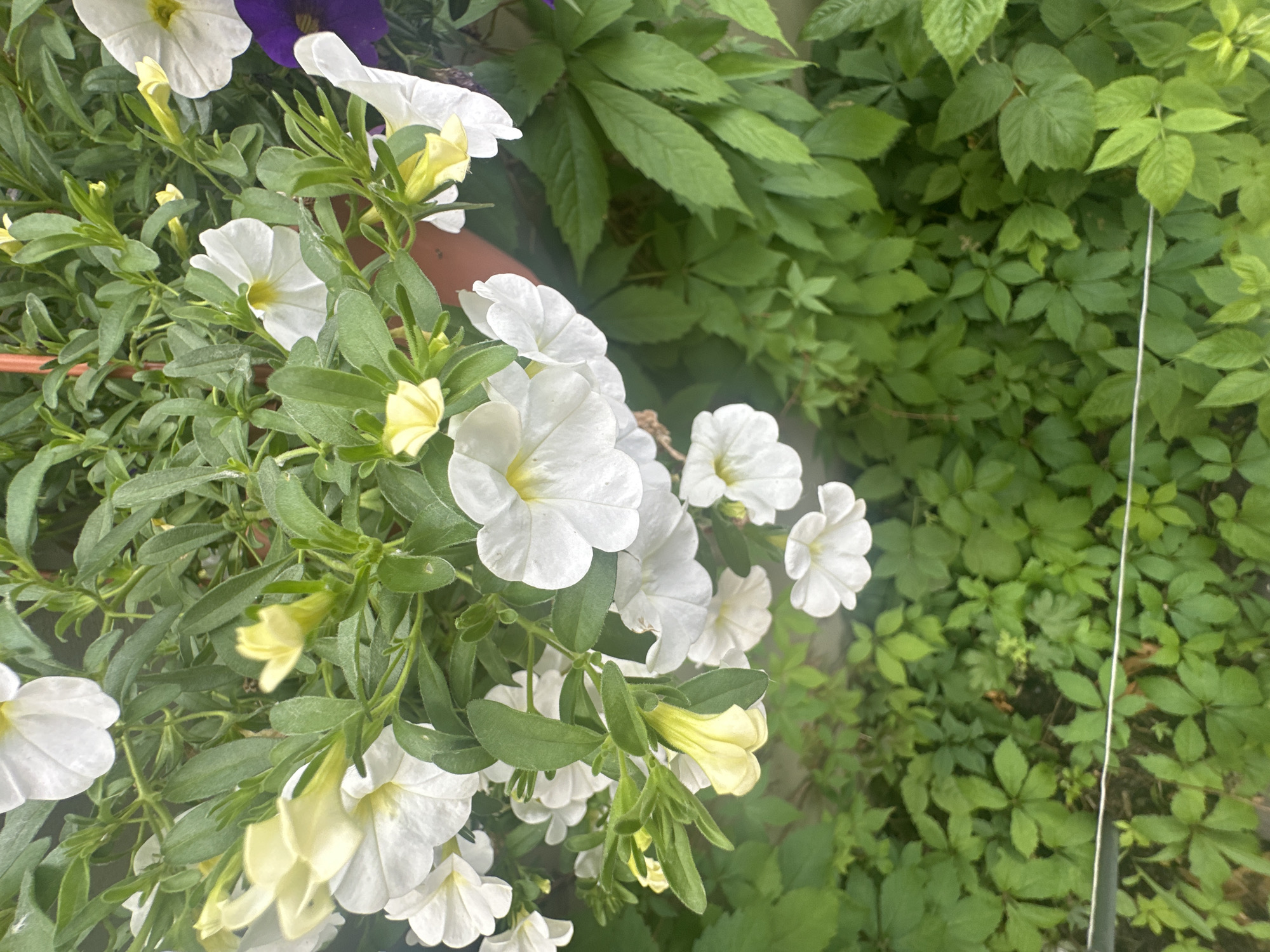 This is a close-up, top-down, slightly angled shot of petunia flowers in a garden setting, likely in Łódź, Poland, given the context. The foreground is dominated by clusters of white and pale yellow petunia flowers, some fully bloomed and others still in bud. The flowers are lush and abundant, with green foliage forming a dense backdrop. The petals of the white petunias are delicate and ruffled, while the yellow ones are more trumpet-shaped and appear to be emerging from their buds.
In the background, to the right, a dense patch of green foliage is visible, characterized by lobed leaves. This denser greenery suggests a naturalized area or a more established part of the garden. A thin white string runs vertically through this background vegetation, possibly indicating a support or marker in the garden.
The lighting suggests it might be daytime, possibly overcast or the light is diffused by the foliage, as there are no harsh shadows. The overall mood is serene and natural, highlighting the beauty of the flowers and the garden. No people or specific objects other than the plants are clearly discernible. There is no visible text in the image.