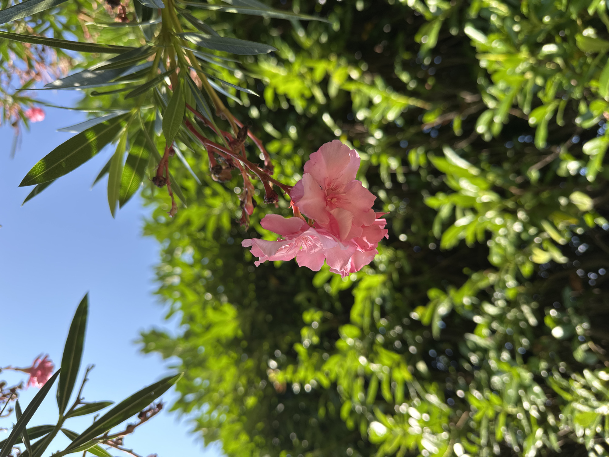 A close-up, low-angle shot captures a delicate pink flower in focus, its petals gently unfurling against a backdrop of lush green foliage and a clear blue sky. The flower hangs from a branch with slender, reddish stems, surrounded by long, narrow green leaves that are slightly out of focus. The background is dominated by a dense mass of green leaves, with many creating bokeh effects, indicating a sunny day with dappled light. The scene appears to be outdoors, possibly in a garden or park, with the bright sunlight suggesting it is daytime. The vibrant colors and soft focus create a serene and natural ambiance. There are no people or specific structures visible. The setting is general, with no identifiable landmarks to confirm a specific location in Sochi, Russia.