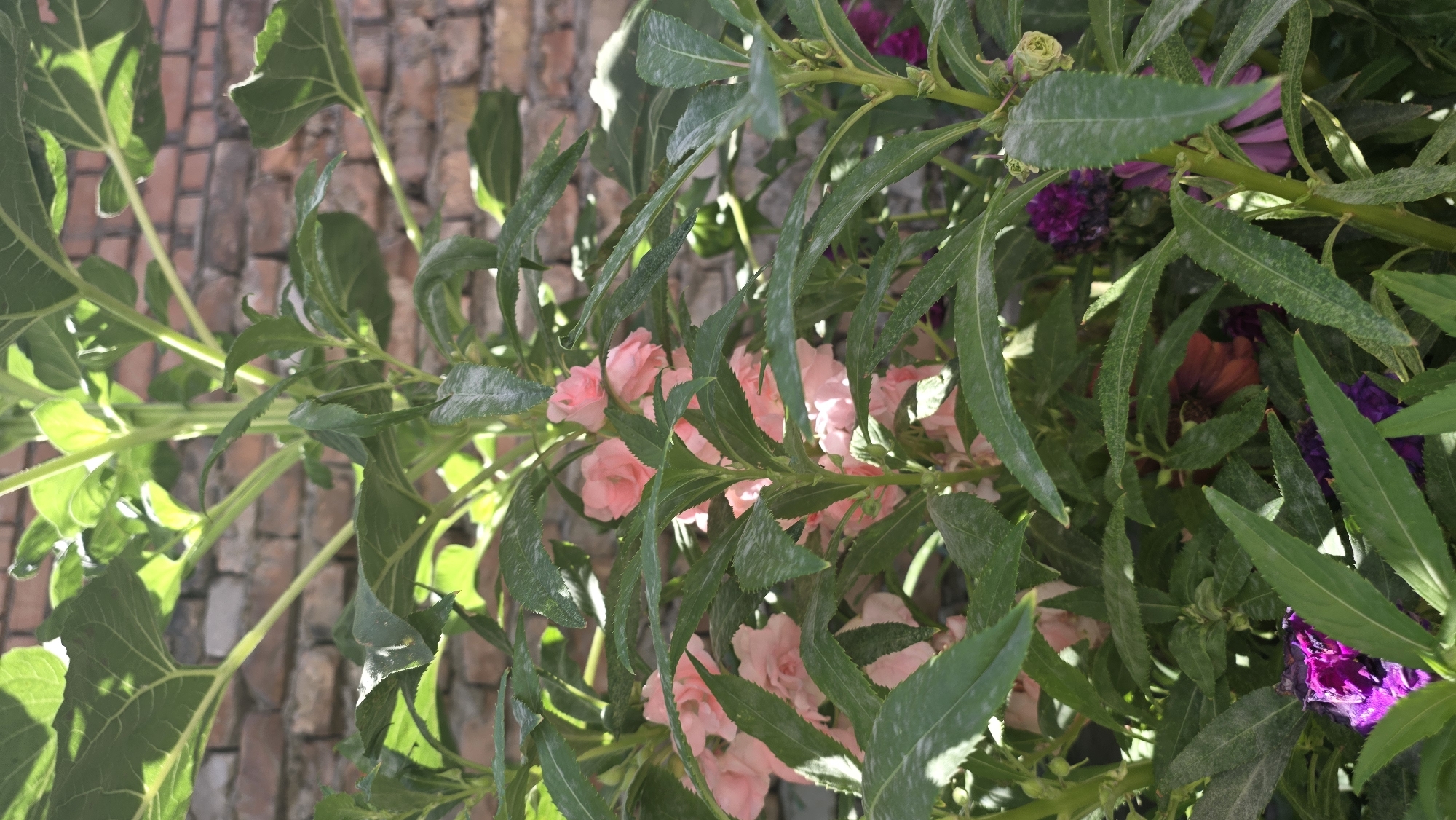 A vertical, eye-level shot captures a dense cluster of flowering plants in front of a weathered brick wall. The foliage is a vibrant green, with serrated leaves obscuring a portion of the blooms. Prominent among the leaves are clusters of delicate, pale pink flowers, some appearing fully open and others as buds. Deeper within the greenery, hints of deep purple and rust-colored flowers can be discerned, suggesting a variety of plants. The brick wall, a backdrop of warm, earthy tones, shows signs of age with visible mortar lines and variations in brick color. The lighting suggests it is daytime, with sunlight dappling through the leaves, creating highlights and shadows. The scene appears to be an outdoor setting, possibly a garden or courtyard, within the city of Tokmok, Kyrgyzstan. No people are visible in the image.