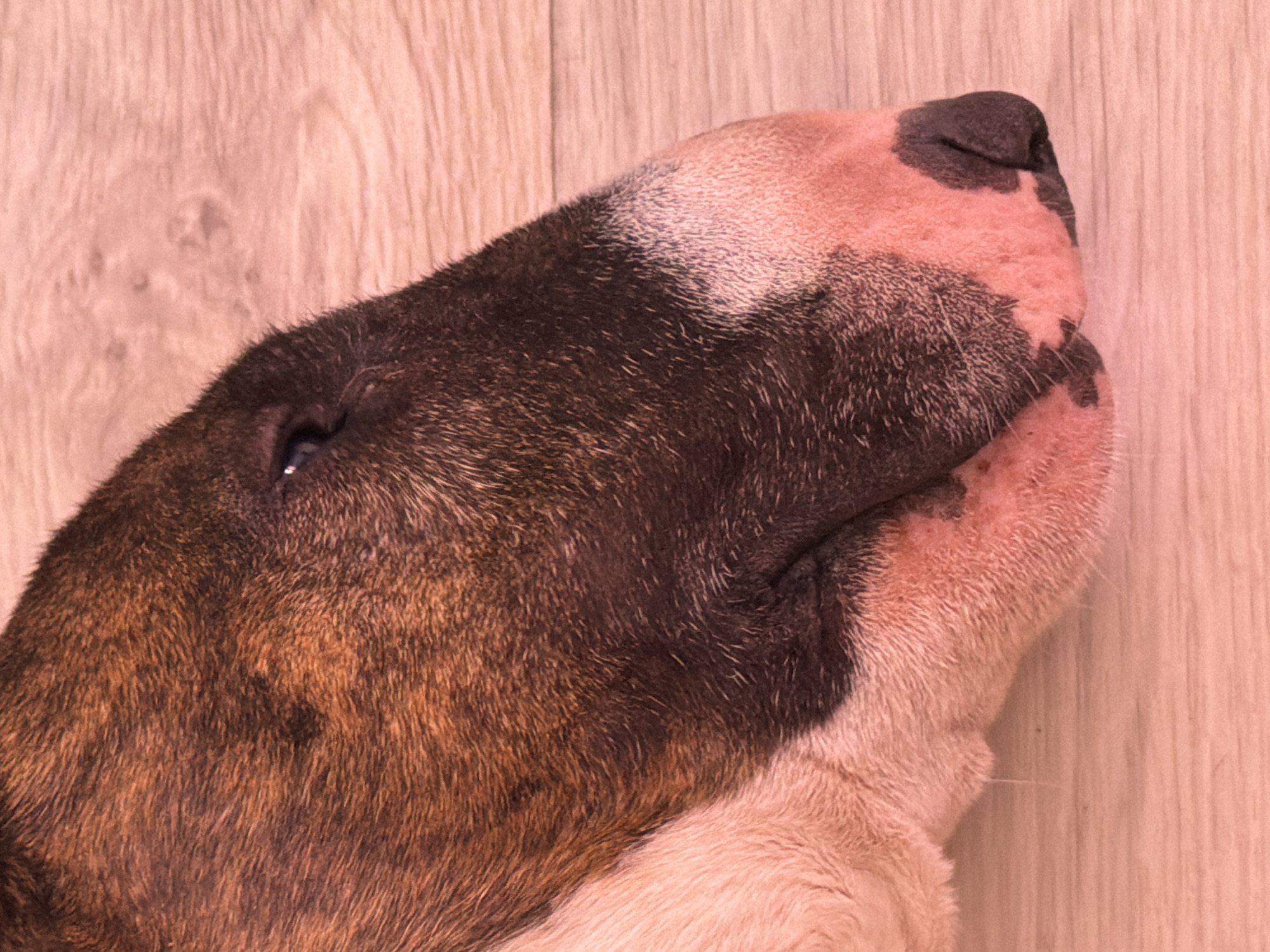 The image shows a close-up of a brindle and white Bull Terrier dog's head. The dog is lying on a light-colored wooden surface. The head is angled upward, showing the eye, snout, and the brindle and white fur pattern. There is no indication of the location, Chaikovsky, Russia, within the image.
