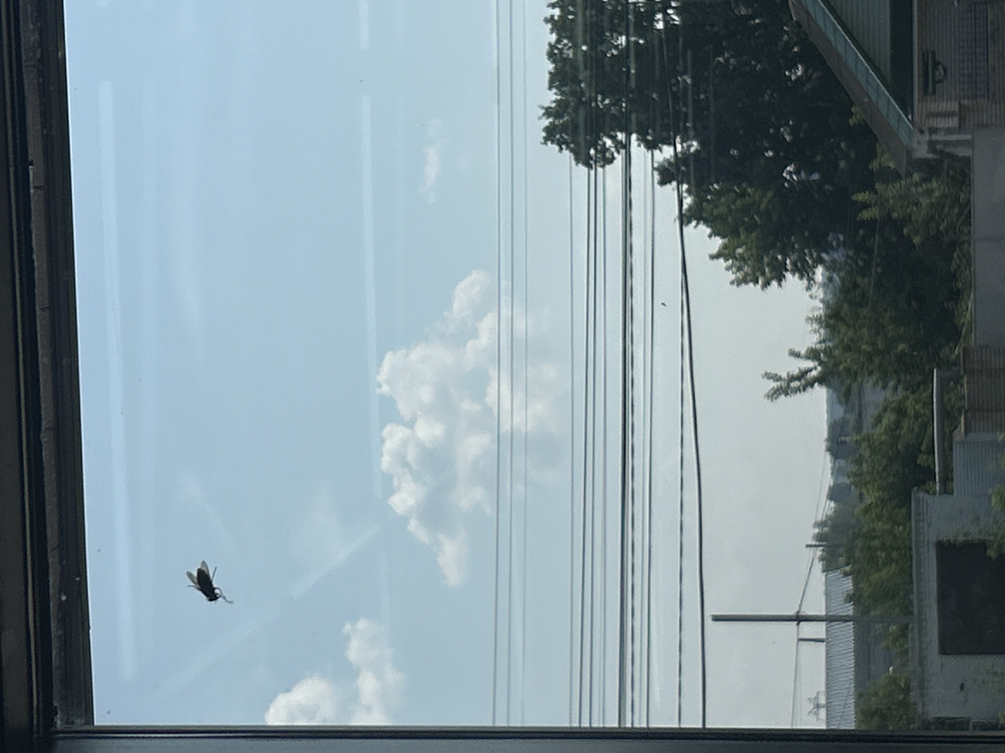 A single fly is captured in mid-air against a bright blue sky with scattered white clouds. The fly is positioned in the upper left quadrant of the frame. Below the sky, a series of horizontal power lines crisscross the scene. Further down, a dense arrangement of trees and some low-rise buildings are visible. The overall environment suggests an outdoor urban or suburban setting.