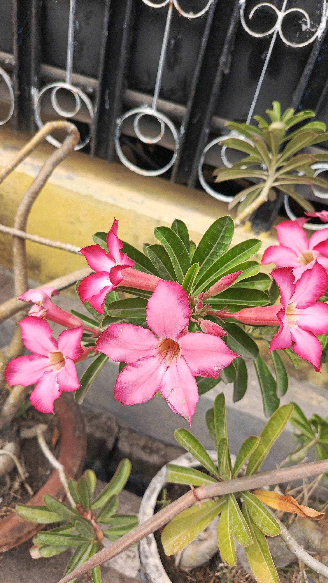 This is a close-up, vertical, medium shot of several pink Adenium flowers, also known as desert roses, in an outdoor setting. The flowers are the primary subjects, with their vibrant pink petals, some with darker pink edges, and yellow centers. The leaves are a deep green, with visible veins. The flowers are growing from a plant with thick, branching stems.
In the background, a dark metal fence with decorative circular elements is visible, possibly indicating a garden or courtyard area. A section of a yellow wall is present below the fence. The ground is composed of soil and some debris, with parts of plant pots visible. The overall environment suggests a natural or garden setting in a potentially warm climate, given the nature of the desert rose plant. There are no people or animals in the image, and no actions or interactions are depicted. The image appears to be taken from a slightly elevated, eye-level perspective.