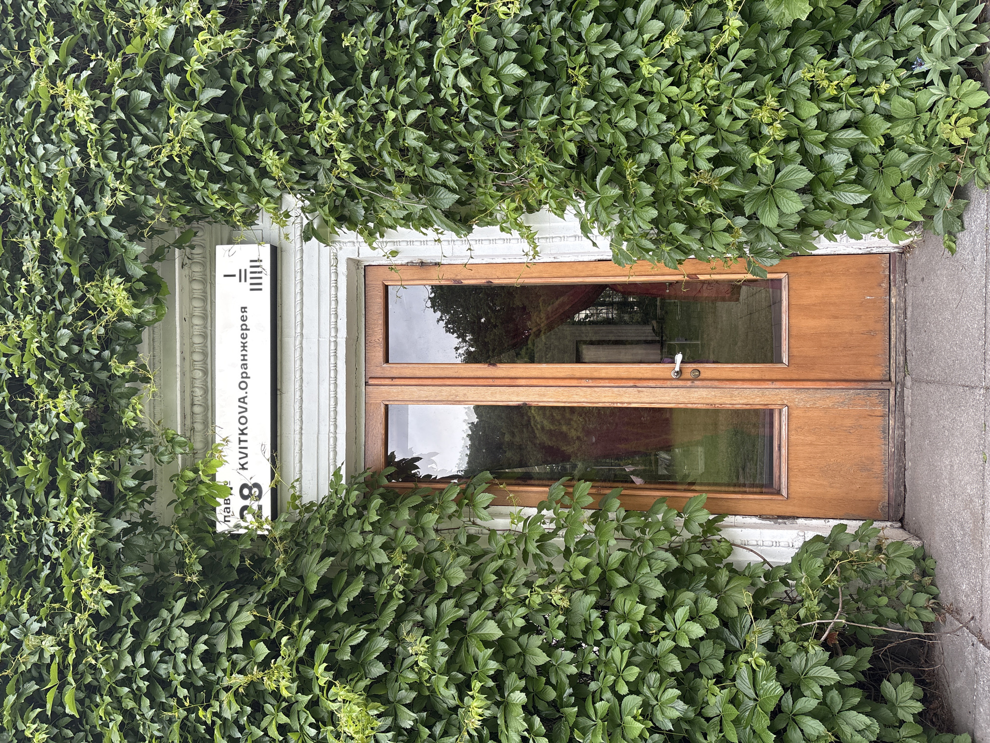 A static, medium shot depicts a recessed double-door entrance framed by dense, vibrant green ivy, likely Virginia creeper or Boston ivy. The wooden doors are a warm brown, each featuring two tall, rectangular glass panels that reflect the surrounding trees and sky, along with a faint glimpse of an interior red curtain. The building's facade, partially visible behind the foliage, is a light color, possibly white, with subtle decorative architectural molding.
To the left of the doors, a white sign is mounted vertically on the wall, partially obscured by the climbing plants. The sign displays black Cyrillic text and numbers. Visible details include a symbol resembling several vertical lines crossed by a horizontal line at the top. Below this, the text reads: "пл. 3/8 KVITKOVA. Оранжерея 28". This translates to an address or location name, suggesting "Square 3/8 Kvitkova. Orangery 28".
The scene is set outdoors in Kyiv, Ukraine, during daylight hours, characterized by soft lighting which suggests an overcast day or shade. There are no people visible, and no specific activities are taking place. The image conveys a serene interaction between nature and architecture, with the abundant greenery giving the entrance an overgrown, almost hidden quality.