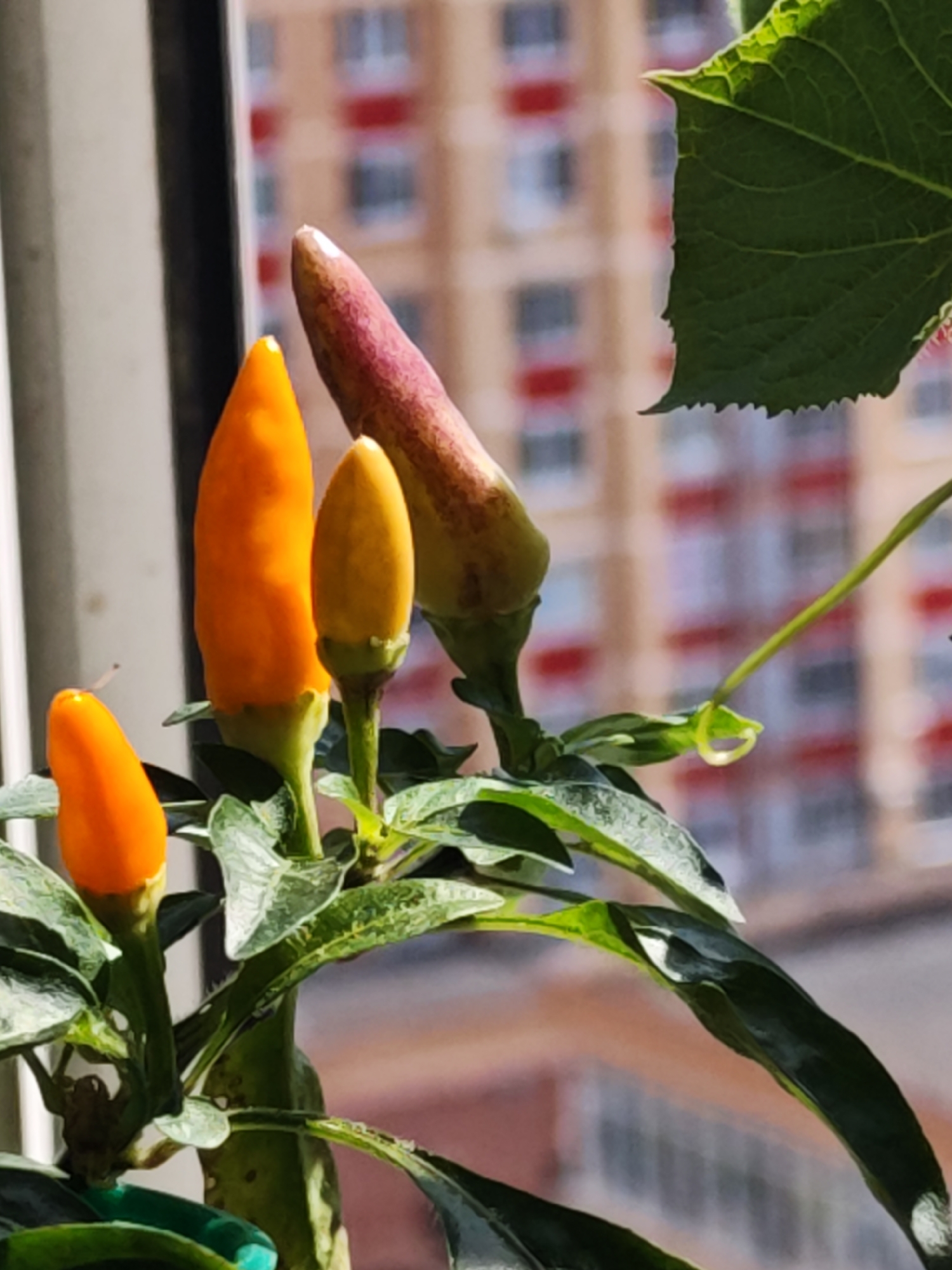 A close-up, medium shot photograph showcases a potted plant with several small, conical chili peppers on a windowsill. The peppers exhibit a gradient of colors, from bright orange to yellow and a reddish-purple hue on the largest pepper. The plant's green leaves are detailed, with some showing signs of wear. In the background, out of focus, is a building with a facade featuring red and light brown horizontal bands, suggestive of an urban environment. The overall lighting suggests it is daytime, with sunlight illuminating the plant. The scene is situated on a windowsill, likely indoors, with a view of the city of Shcherbinka, Russia.