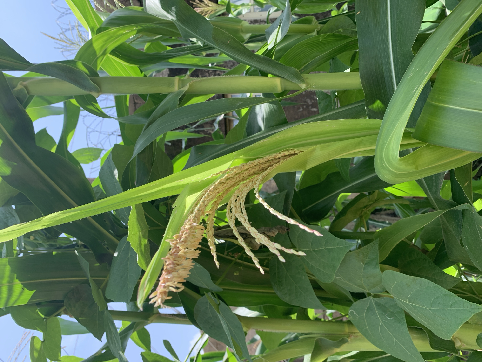 The image is a close-up shot of a corn plant with its developing tassels and silks. The corn stalks are thick and green, with long, broad leaves. The tassels, which are the male flowers, are a light brown color and hang from the top of the stalks. The silks, which are the female flowers, are thin and white and emerge from the developing ears of corn. The background is blurred, but it appears to be an outdoor setting with a bright sky and some fencing. The image is likely taken in Rafin Par, Nigeria, given the context of the corn plant and the potential for it to be a common crop in the region. There are no people or animals visible in the image.