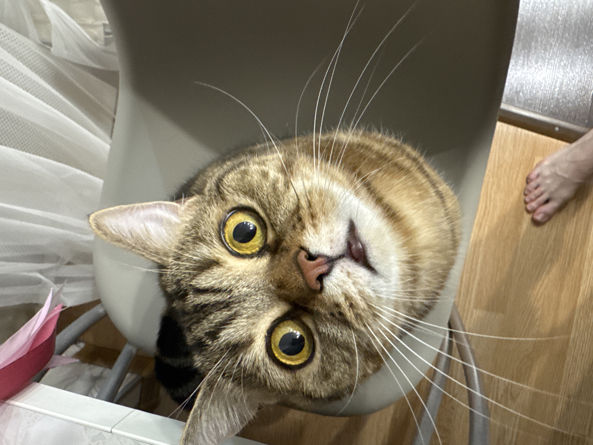 A brown tabby cat with yellow eyes sits in a light gray chair. The cat's head is tilted, with whiskers extending outward. In the background, there is a foot with pale skin and painted toenails, part of a white curtain, a pink object, and a wood floor. The location is not discernible from the image.