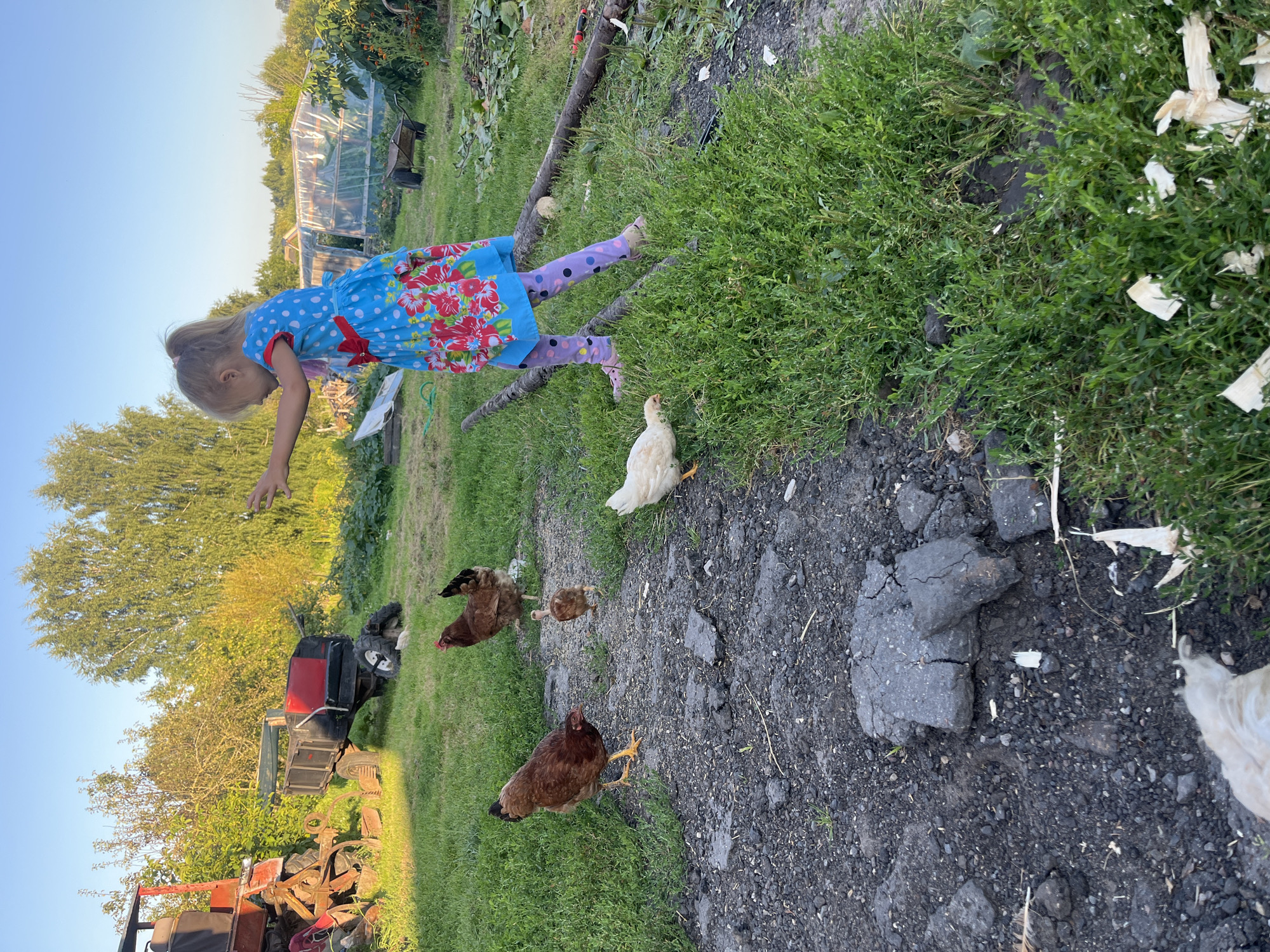 A young girl in a blue polka dot dress with a floral pattern and purple leggings is standing in a grassy yard, extending her hand towards a group of chickens. Several brown chickens and one white chicken are scattered in the foreground, pecking at the ground. In the background, there is a red tractor, a small red and black trailer, and a greenhouse. The scene appears to be a rural setting, possibly on a farm or a homestead in the village of Dunilavichy, Dunilavichy rural council, Belarus, given the presence of farm equipment and livestock. The lighting suggests it is late afternoon or early evening, with the sun casting long shadows.