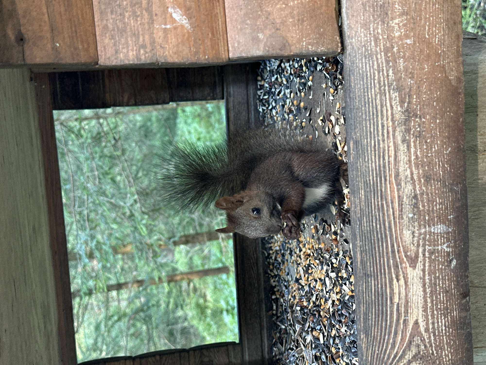 A medium shot captures a red squirrel sitting in a wooden bird feeder, facing left, and eating seeds. The squirrel has dark brown fur with a white patch on its chest and a bushy tail. It holds a seed in its paws near its mouth. The bird feeder is filled with a variety of seeds, including sunflower seeds. Behind the feeder, a blurry background shows green trees and foliage. The scene is outdoors, possibly in a forest or park, given the natural setting. The lighting suggests it is daytime.