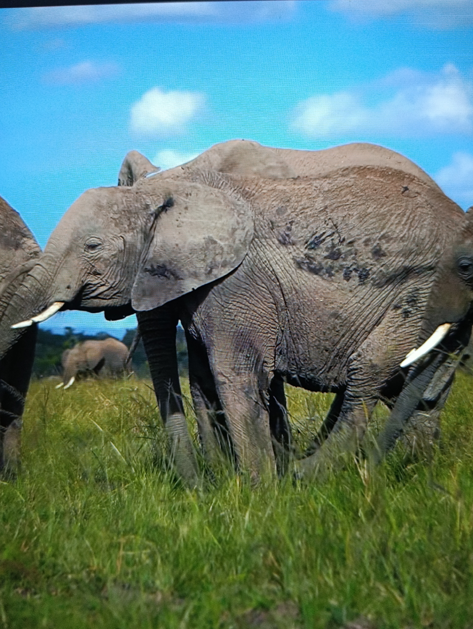The image depicts a group of African elephants in a grassy field under a blue sky with scattered clouds. Two elephants are prominently featured in the foreground, with another elephant visible in the background. The elephants are gray in color and appear to be covered in mud. The grass is green and tall. The location is unknown.