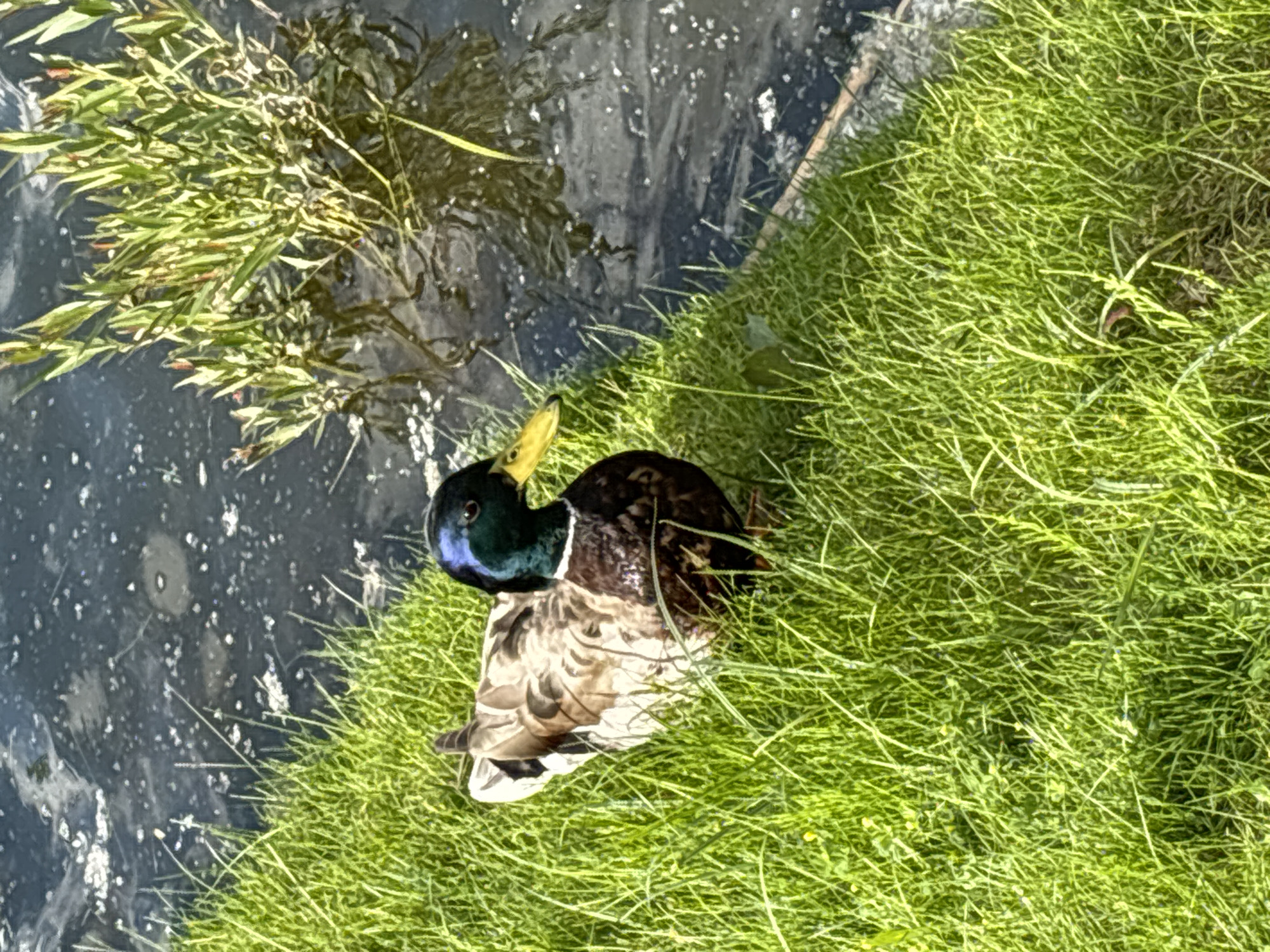 The image shows a mallard duck standing on lush green grass near the edge of murky water. The duck has a distinctive green head, a yellow beak, and brown and white patterned feathers. In the background, there is a cluster of green aquatic plants growing in the water. The water appears somewhat disturbed, with some light-colored debris floating on the surface. The scene is illuminated by sunlight, casting shadows on the grass. The image does not provide any specific indicators of its location within Saint Petersburg, Russia.
