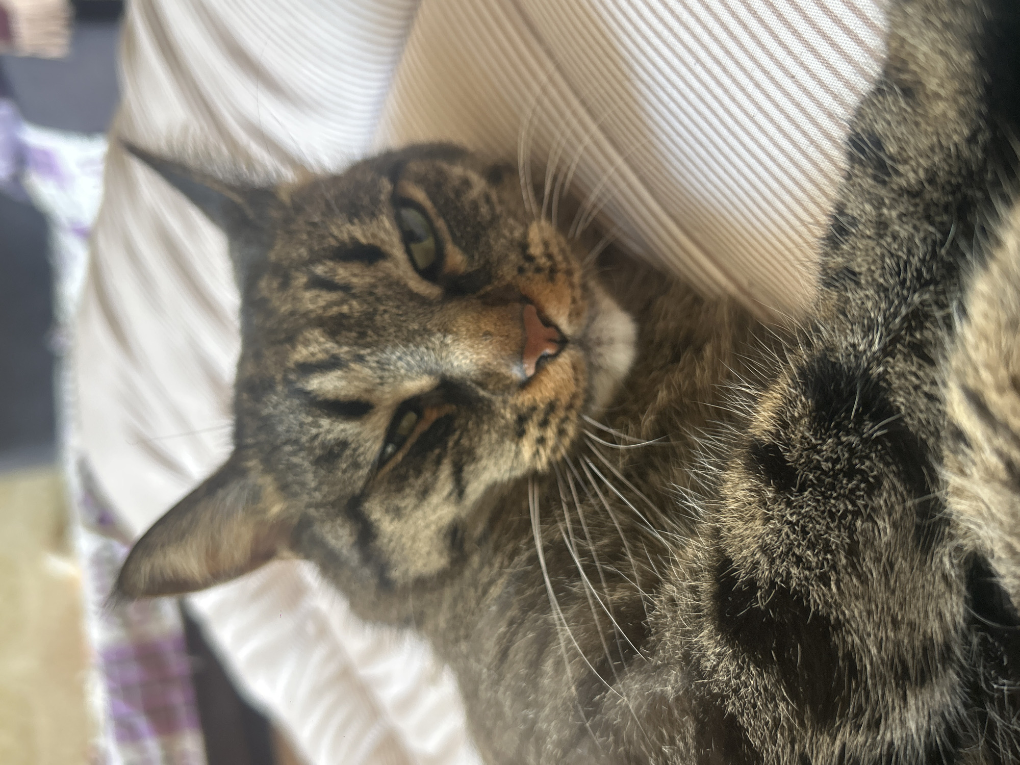 A close-up, eye-level shot shows a tabby cat with green eyes and a pink nose lying on a striped bed. The cat's fur is a mix of brown, black, and tan. The cat appears to be in a relaxed pose, with its head resting on the bed. The background is blurred, but it appears to be an indoor setting, possibly a bedroom. There is no discernible presence of people, and the location in Khyrdalan, Azerbaijan, is not evident from the image itself.