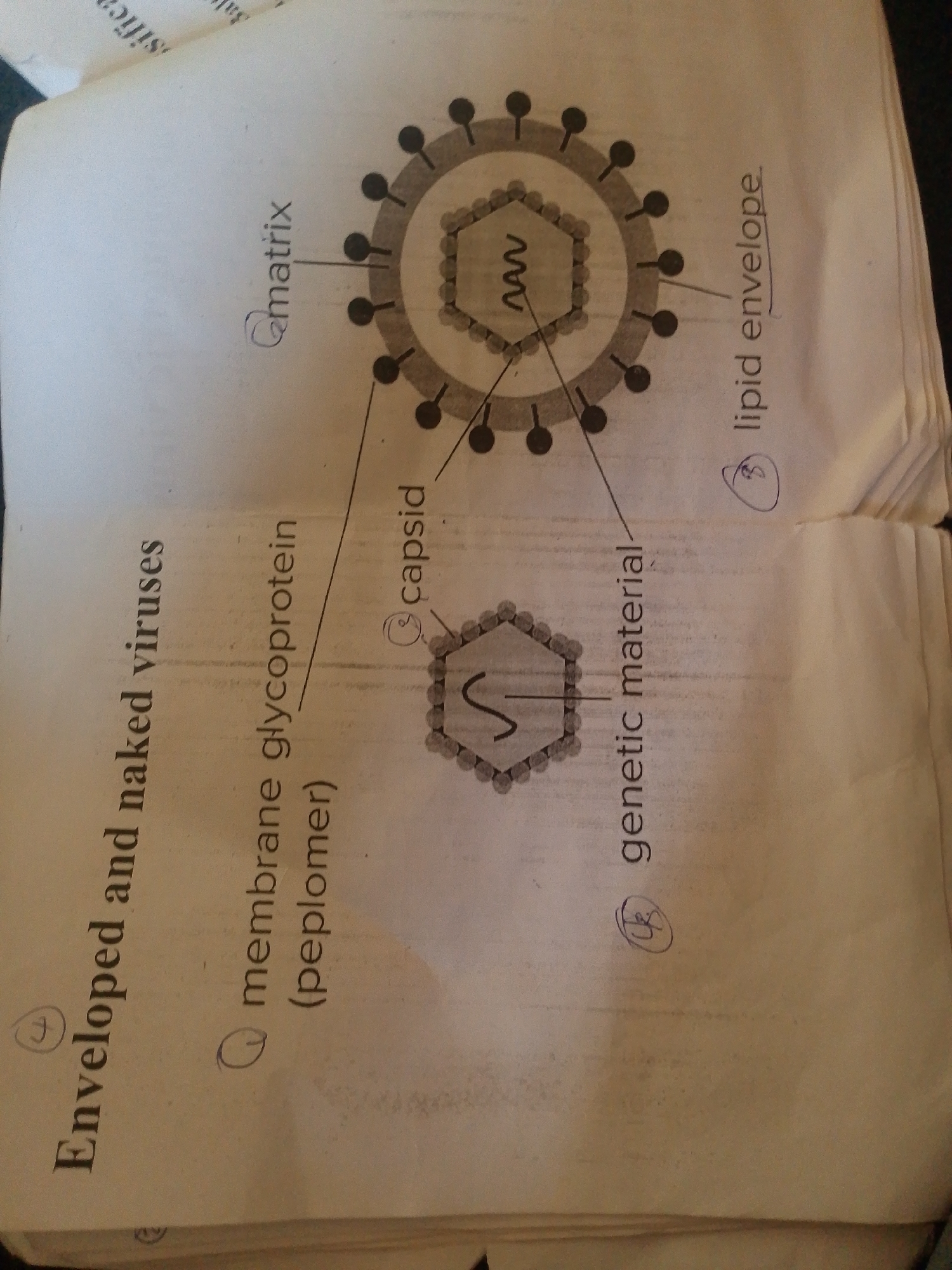 The image displays a diagram illustrating the structure of a virus. The diagram is oriented vertically, with the title "Enveloped and naked viruses" positioned on the left side. There are two distinct viral structures shown: an enveloped virus and a naked virus.
The enveloped virus, located towards the top of the image, is depicted as having an outer lipid envelope with embedded spikes. Inside the envelope is a matrix layer, and further within that is the capsid, which encloses the genetic material (represented by a wavy line). Labels indicate: "matrix", "lipid envelope", and "genetic material". There are numbered circles associated with some of these labels, with circle 3 pointing to the lipid envelope.
Below the enveloped virus is a naked virus. This structure consists of a capsid directly enclosing the genetic material, without an outer envelope. Labels for this structure include "capsid" and "genetic material". There are numbered circles associated with these labels as well, with circle 2 pointing to the capsid. Another label on the left side, "membrane glycoprotein (peplomer)", is associated with the enveloped virus, and has a numbered circle 1 next to it. A circle 4 is also visible near the top of the text "Enveloped and naked viruses".
The image appears to be a page from a textbook or educational material. The background is a light-colored paper, with some visible texture and slight creasing, suggesting it is a physical document. There are no elements in the image that provide information about the location in the city of Jalingo, Nigeria.