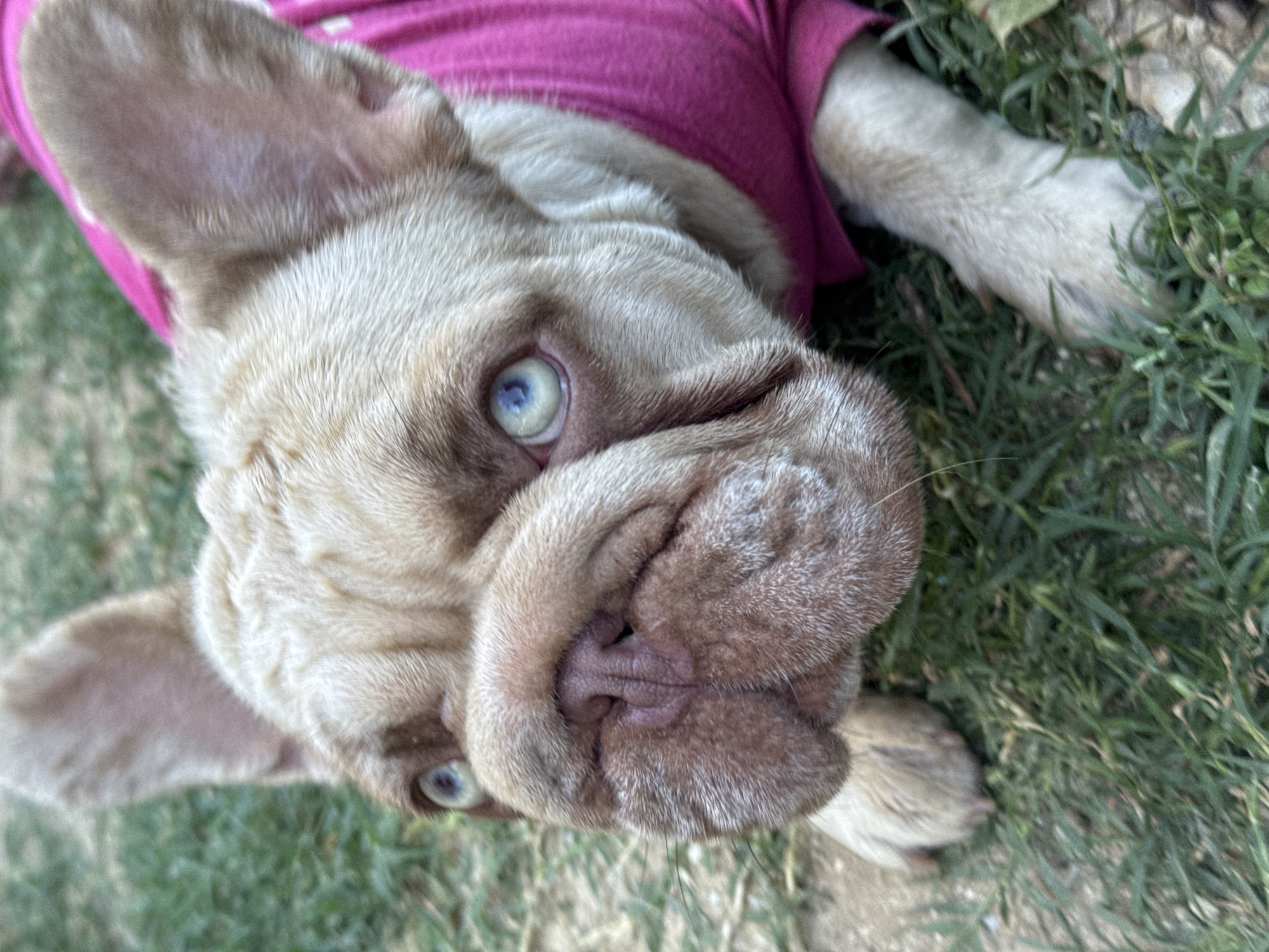 A close-up, low-angle shot focuses on the face of a light brown French Bulldog wearing a bright pink shirt. The dog is lying on a grassy area with some dirt patches. Its eyes are a striking light blue, and its expression is directed slightly to the left of the camera. The dog's snout is wrinkled, with a pink nose and visible whiskers. Its ears are large and upright. The background consists of blurred green grass and brown dirt. The image does not contain any identifiable landmarks or features that would indicate a specific location within San Benedetto del Tronto, Italy.